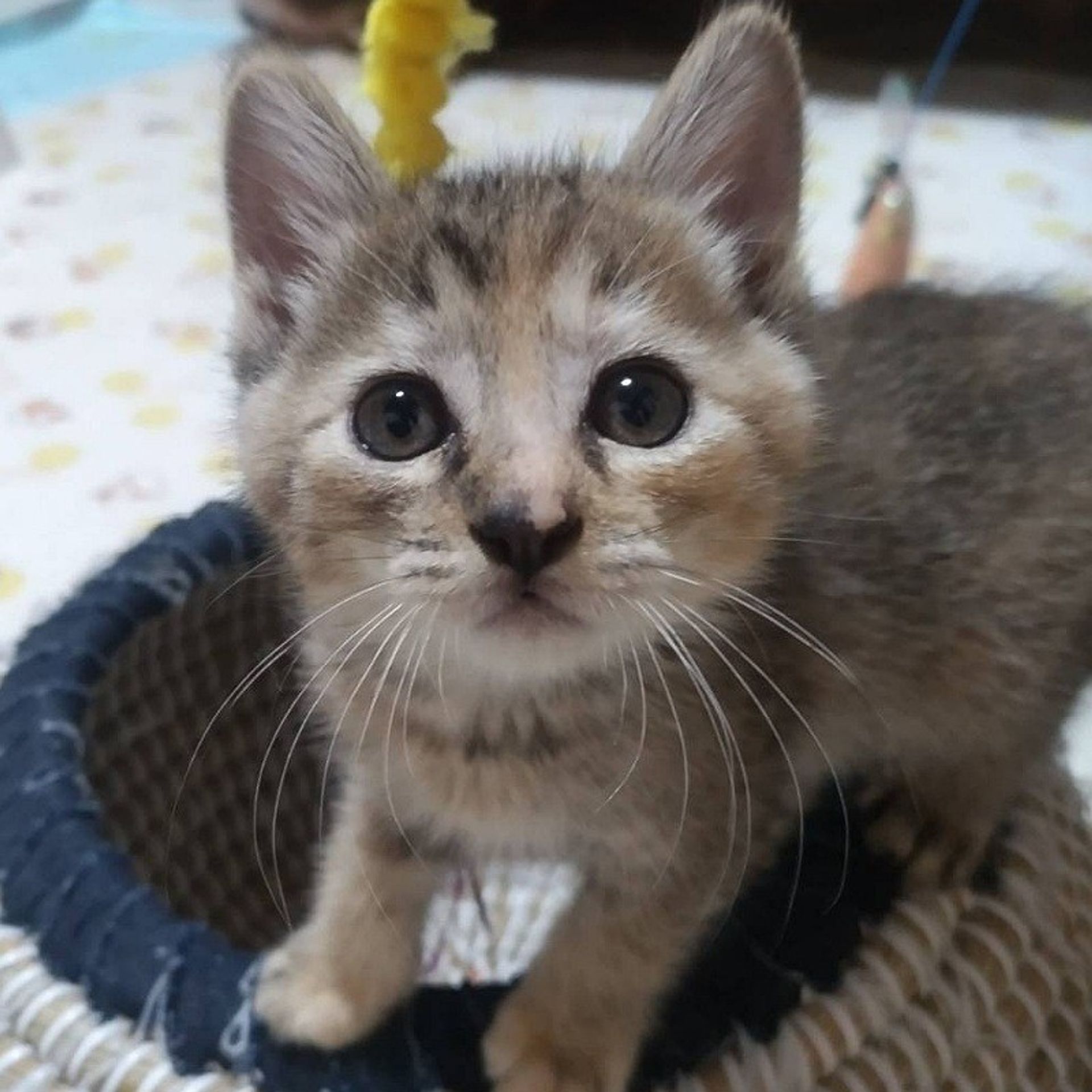 雑種（ミックス猫）・メスの里親募集の写真