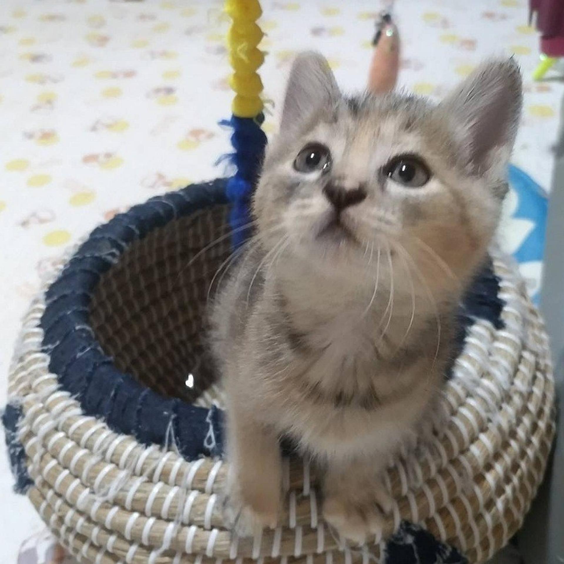 pet-image-4