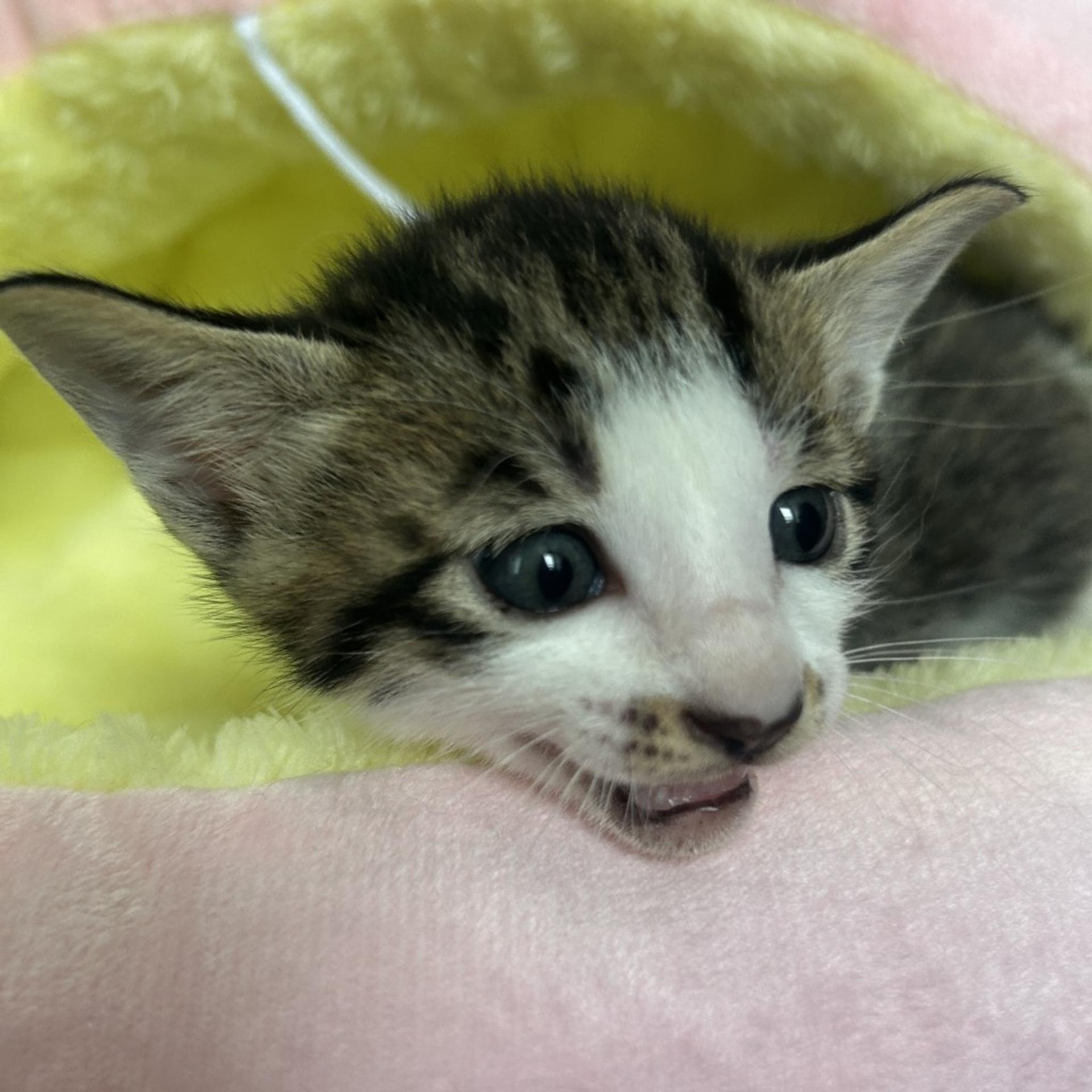 pet-image-4