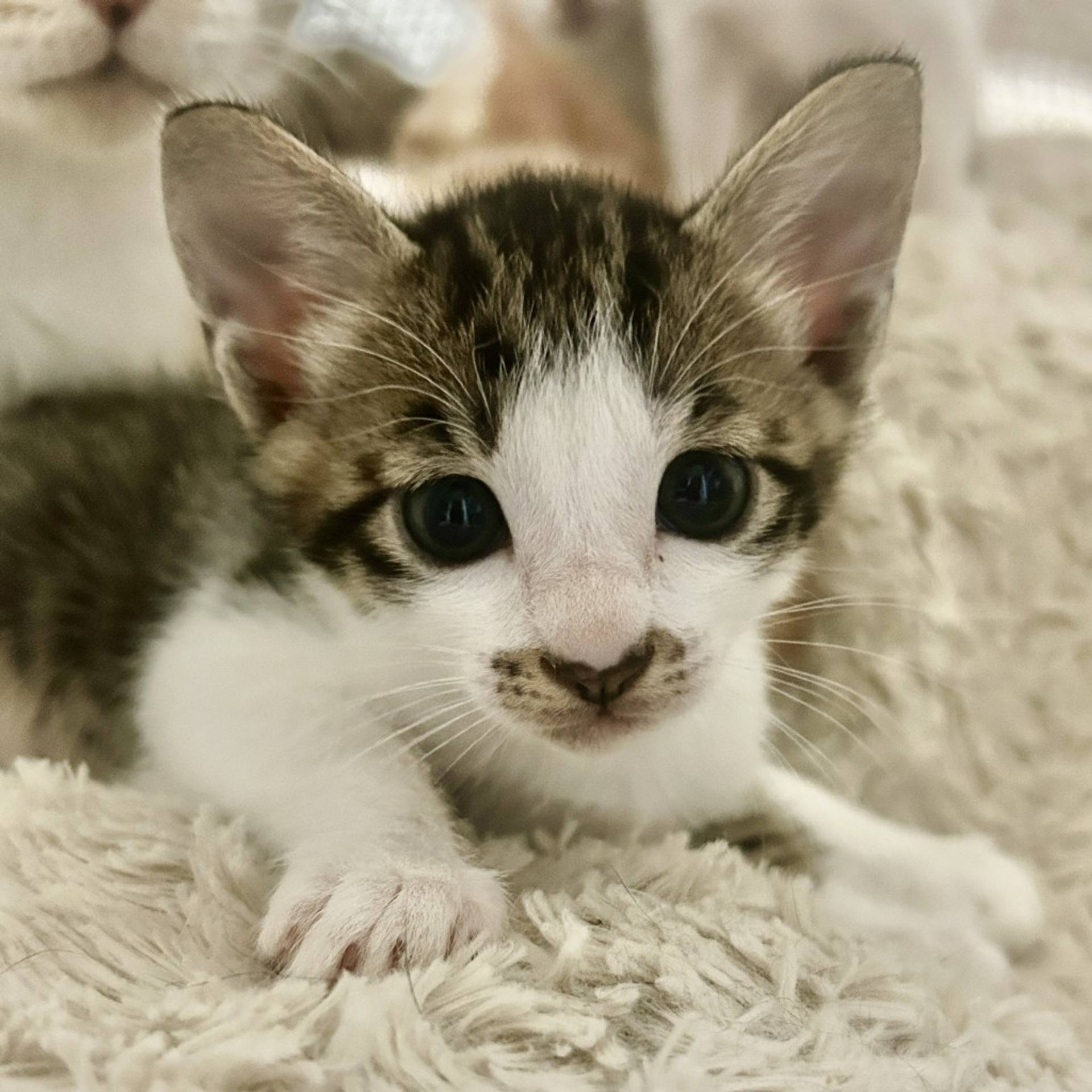 雑種（ミックス猫）・オスの里親募集の写真
