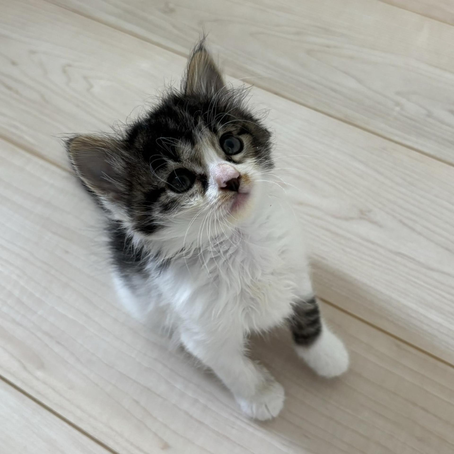 pet-image-6