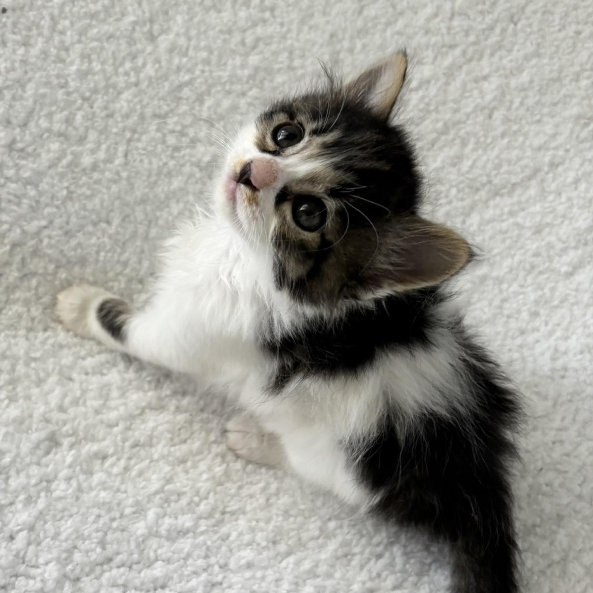 pet-image-2