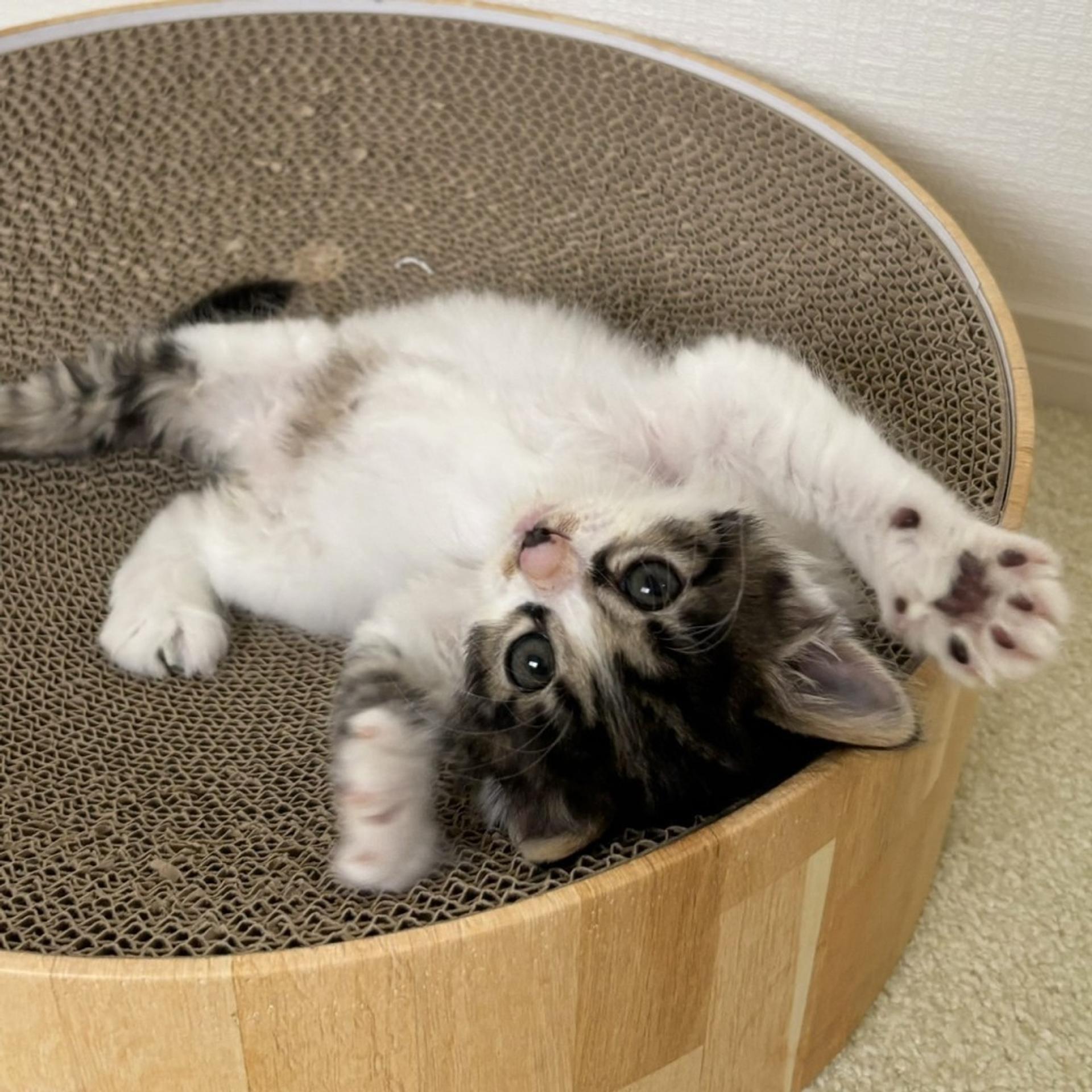 pet-image-3