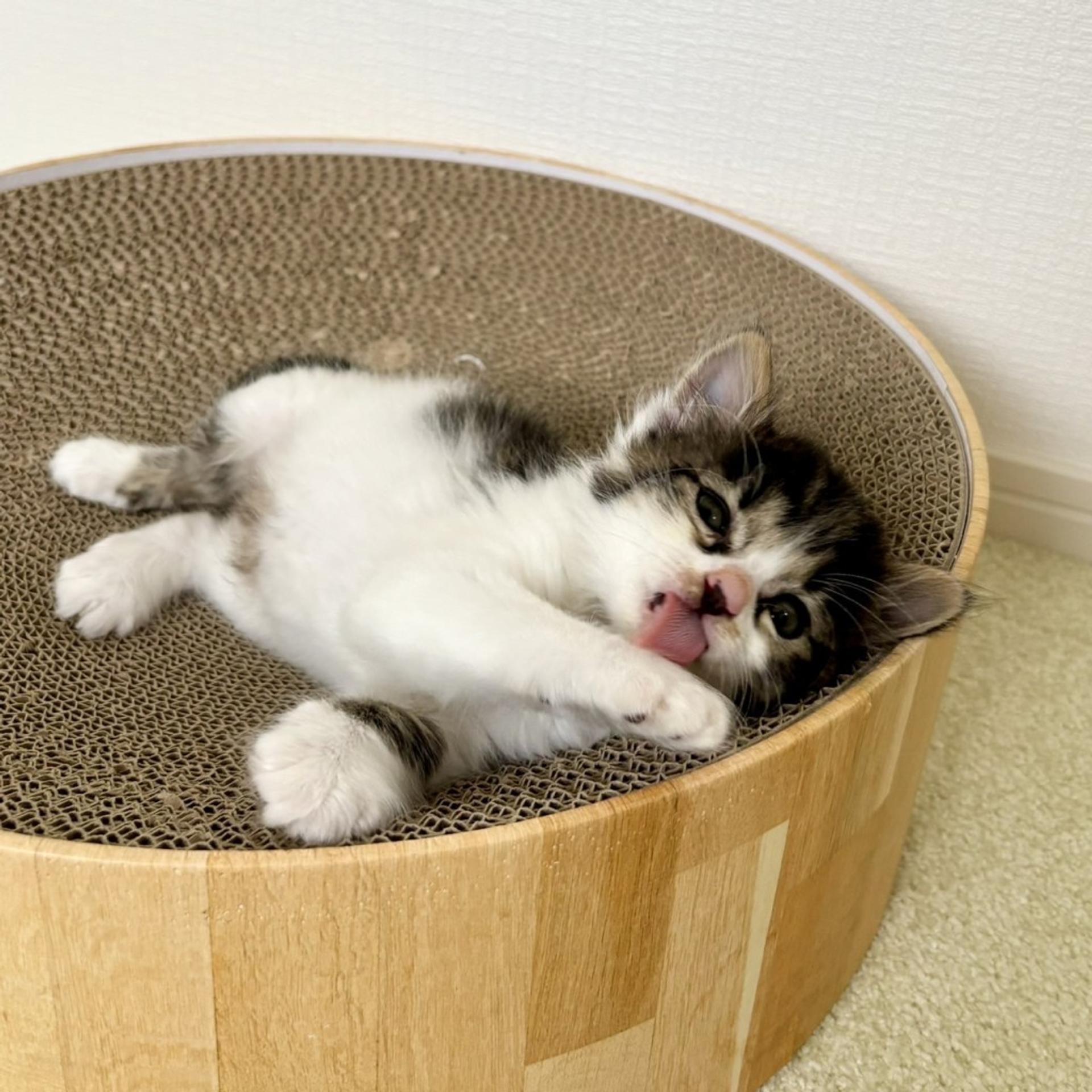pet-image-4