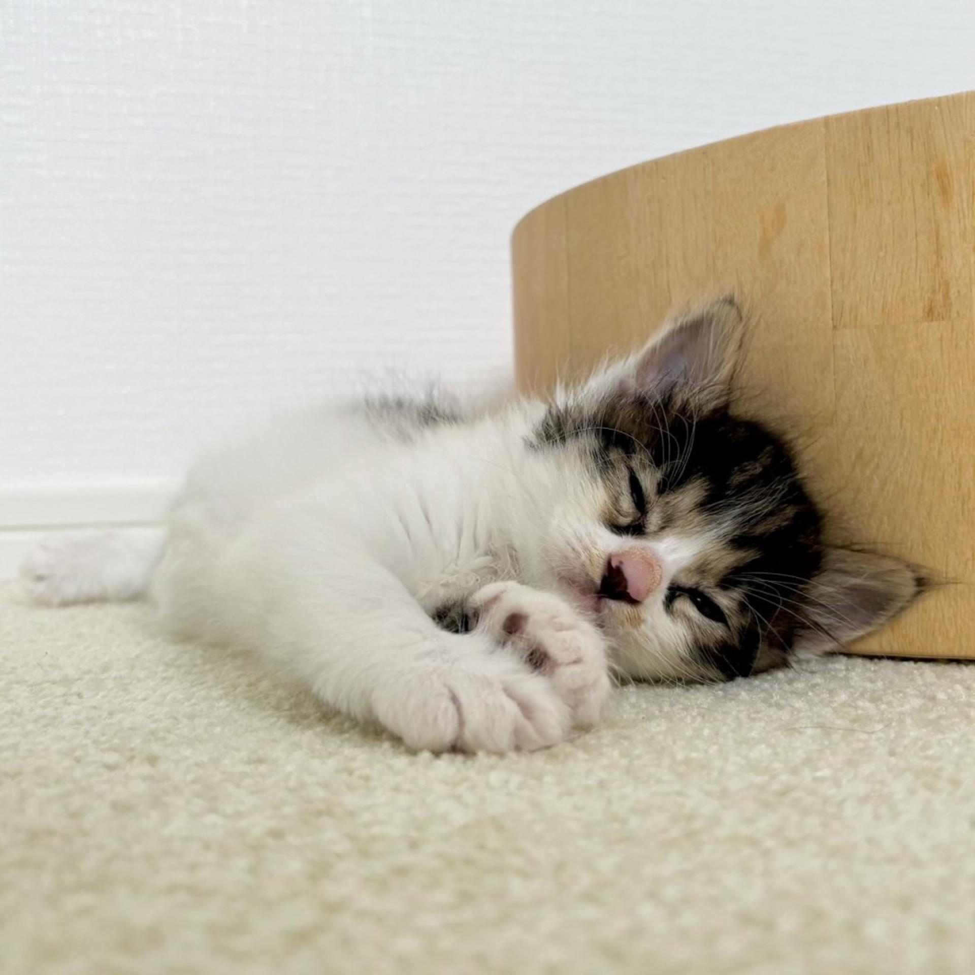 pet-image-5