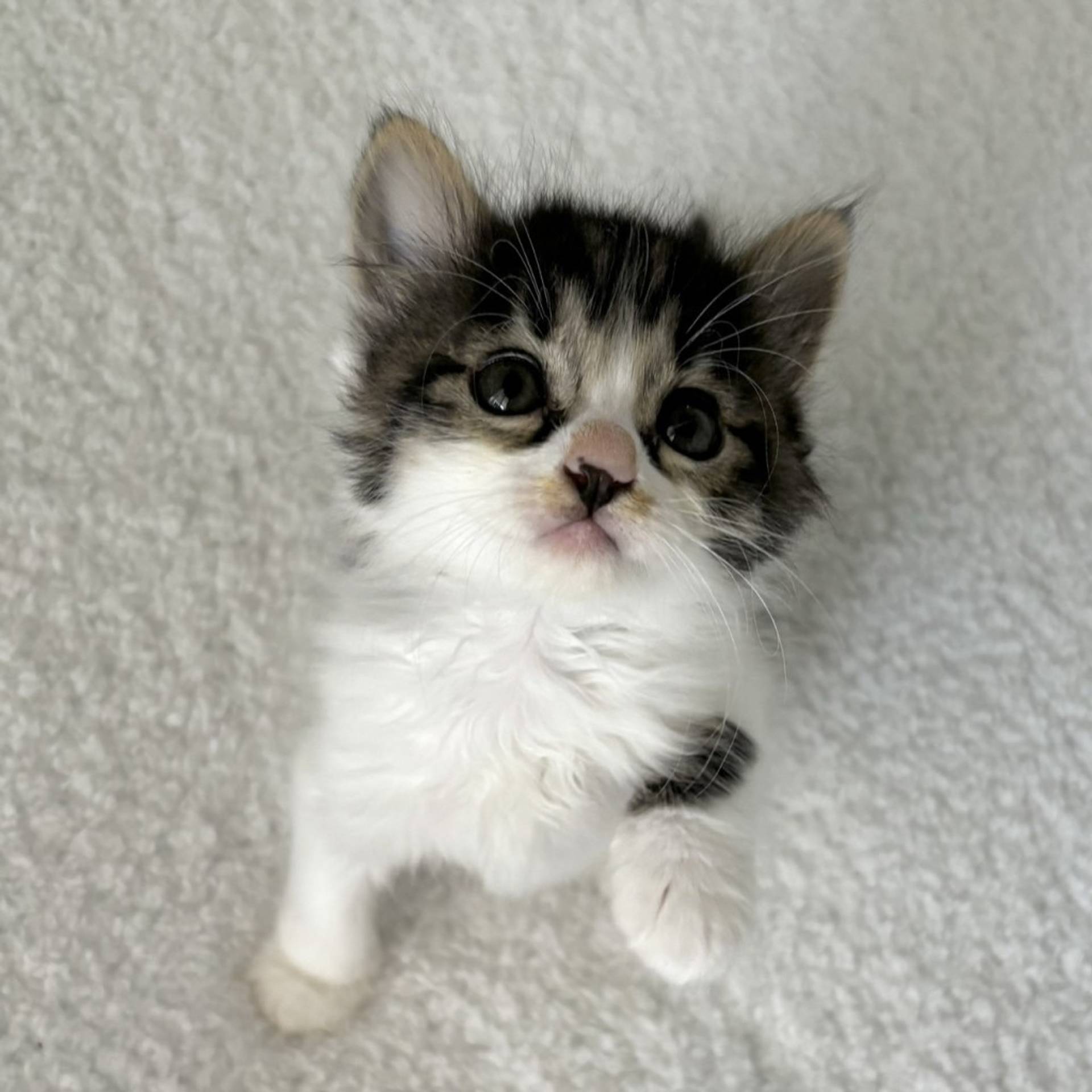 雑種（ミックス猫）・メスの里親募集の写真