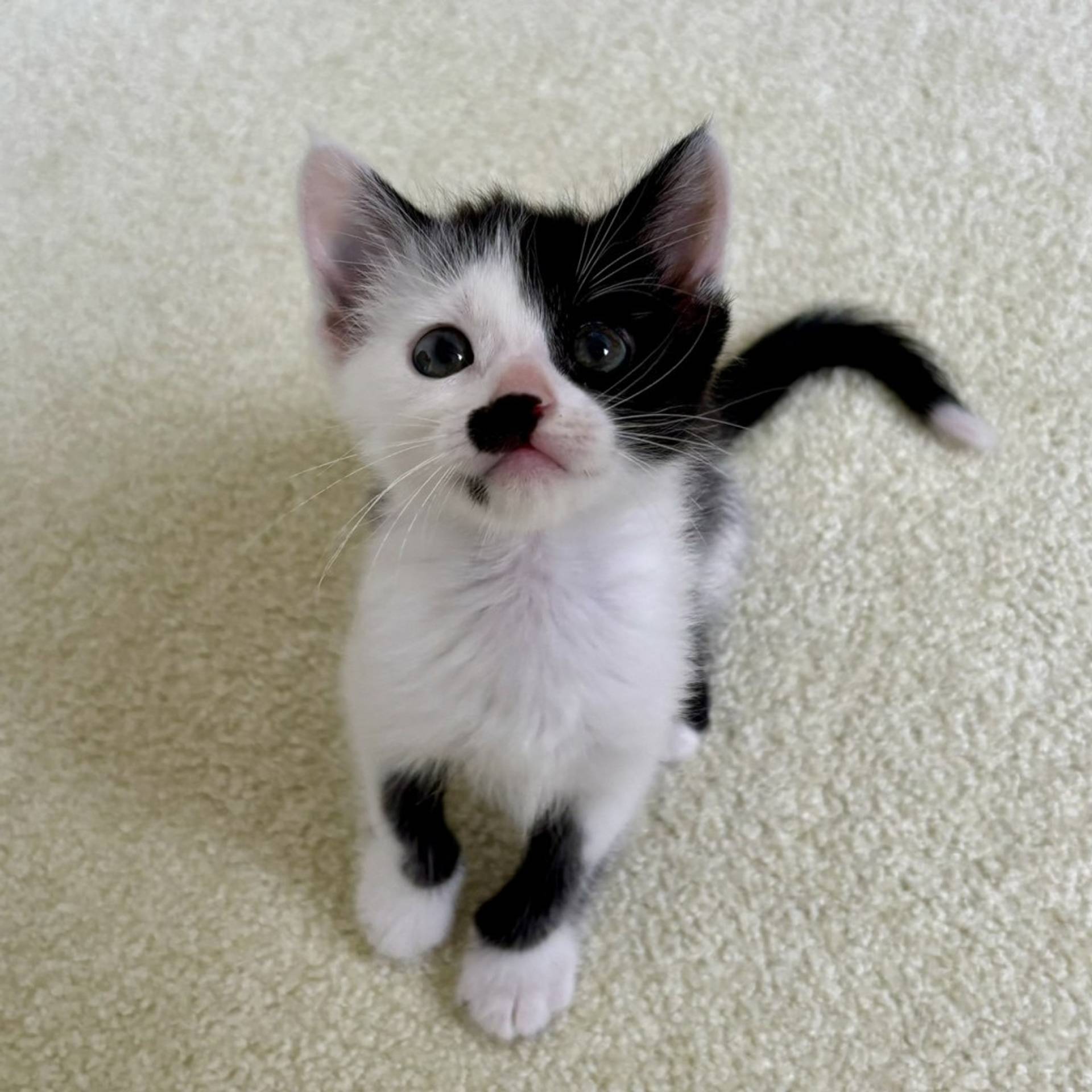 雑種（ミックス猫）・メスの里親募集の写真