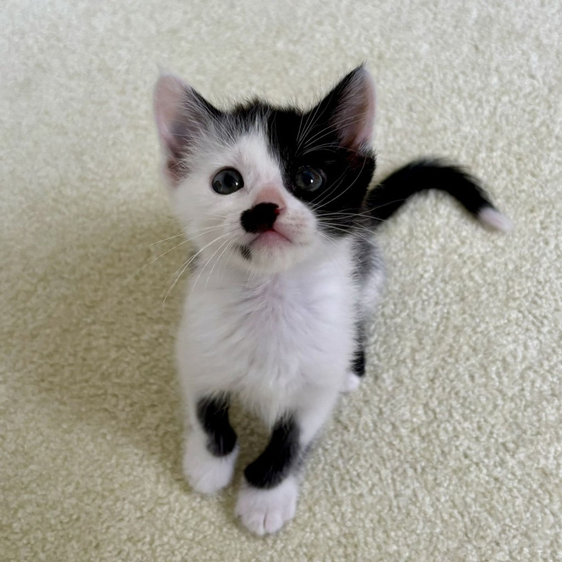 雑種（ミックス猫）・メスの里親募集の写真