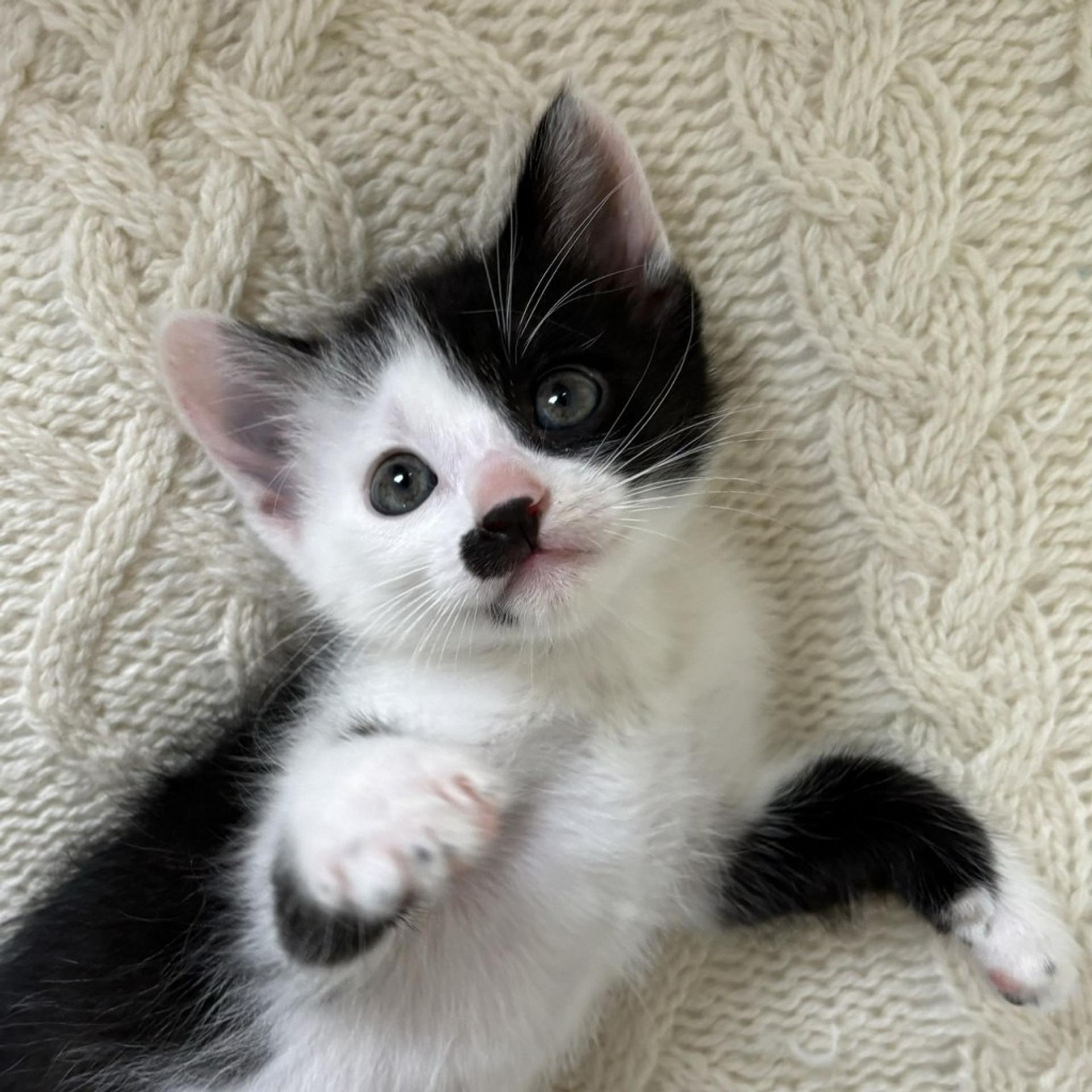 pet-image-2