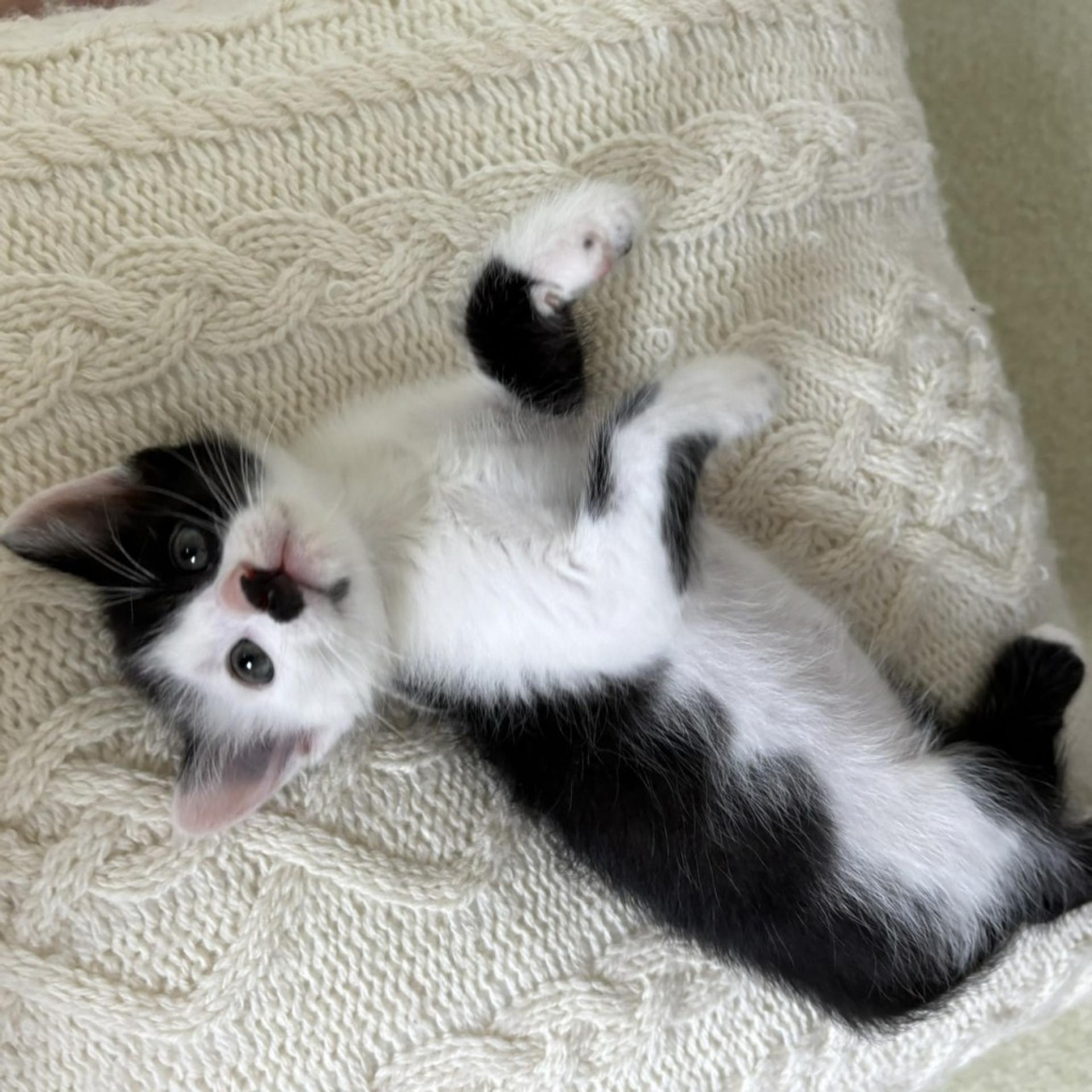 pet-image-3