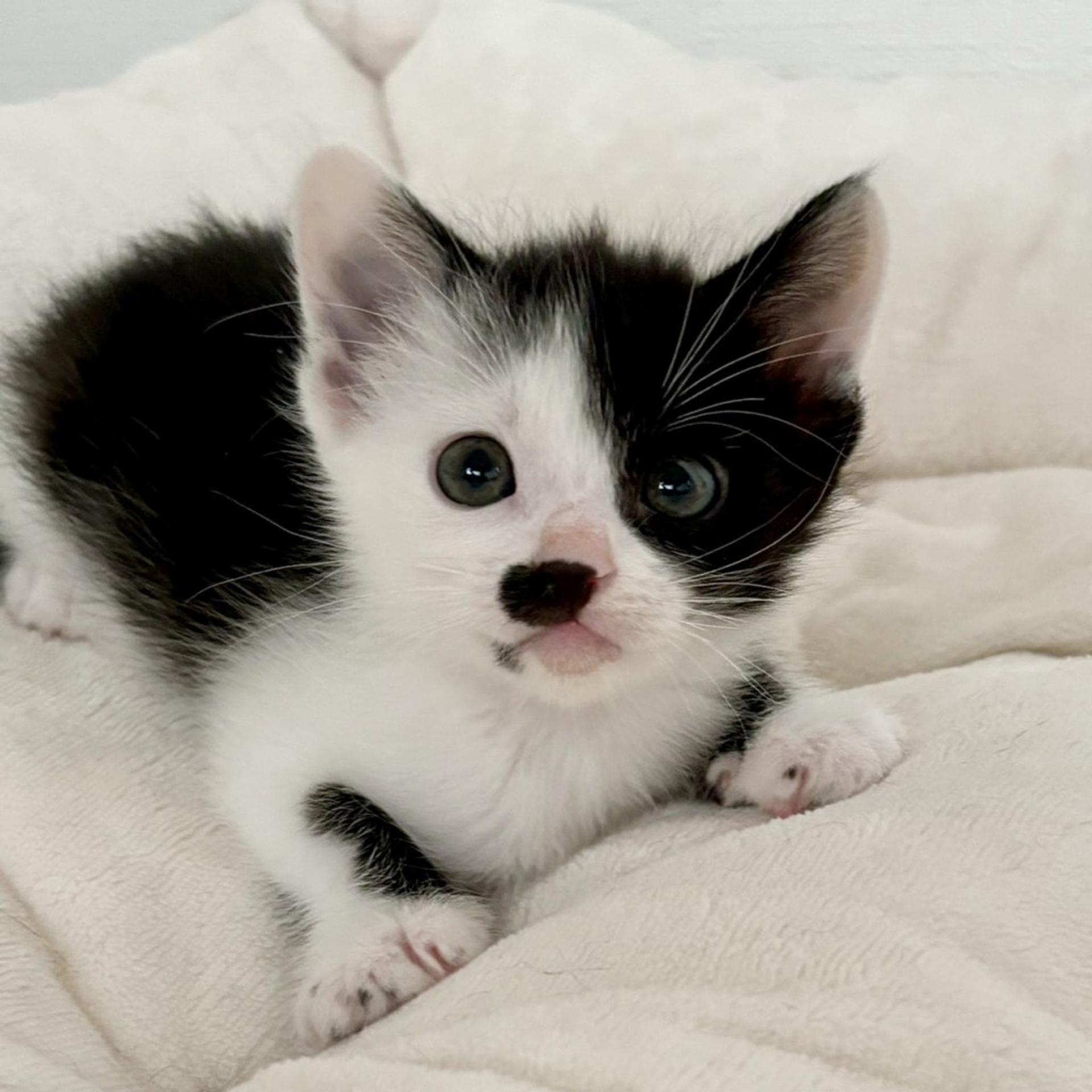 pet-image-4
