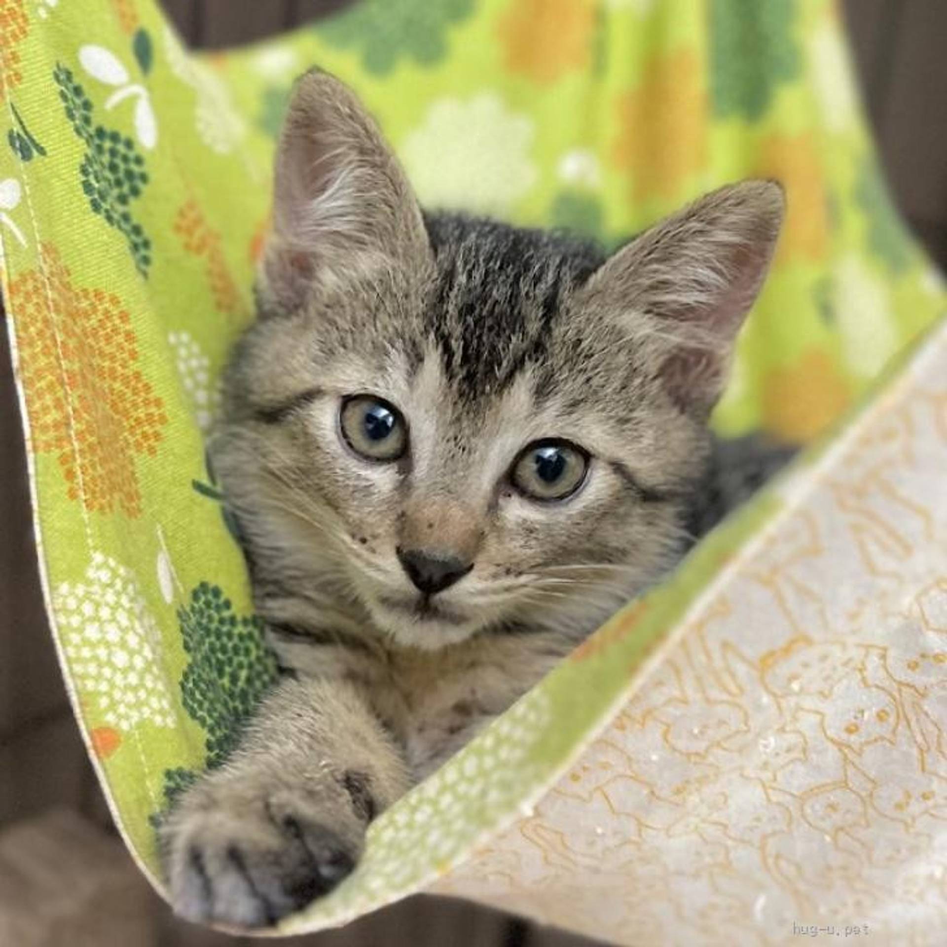 雑種（ミックス猫）・オスの里親募集の写真