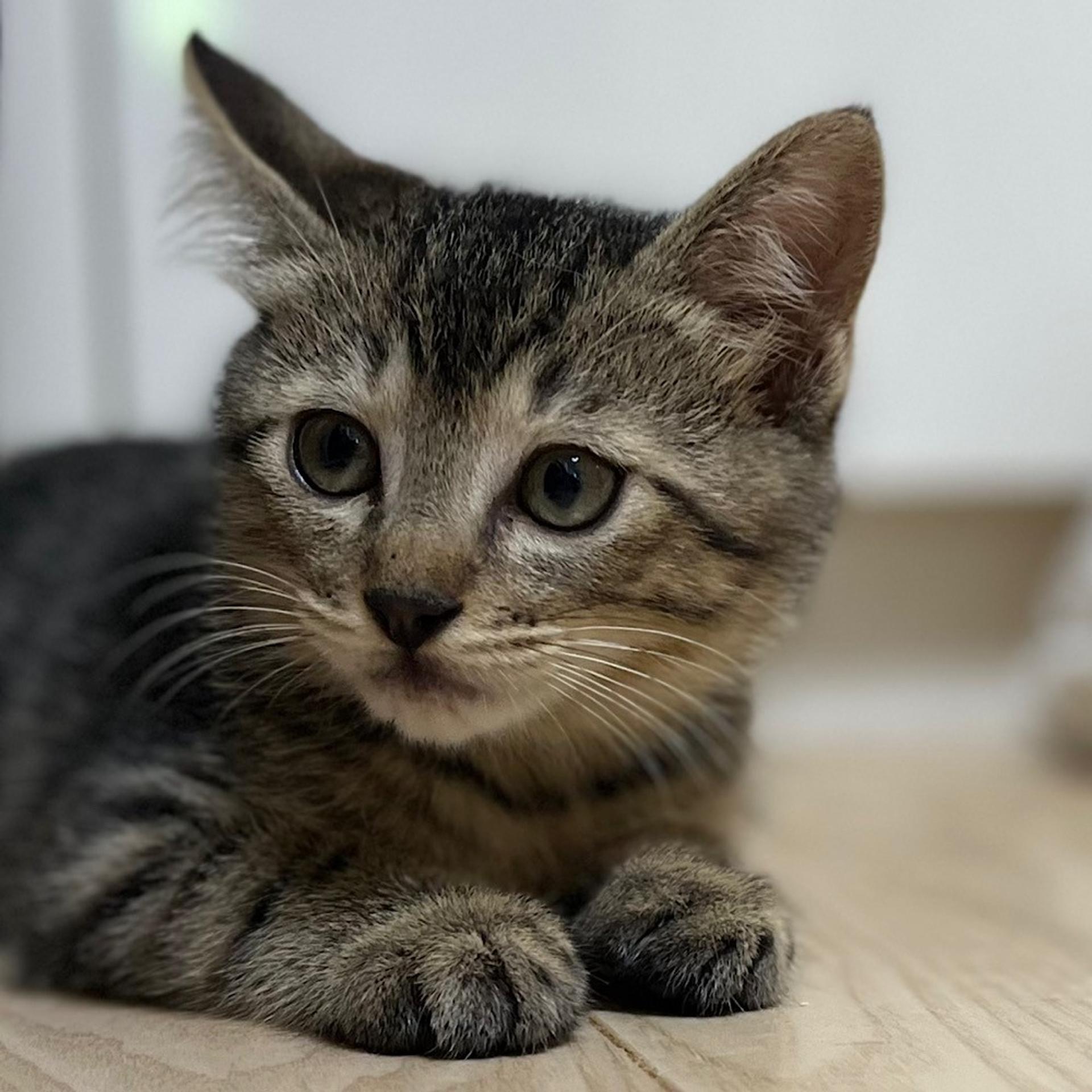 pet-image-7