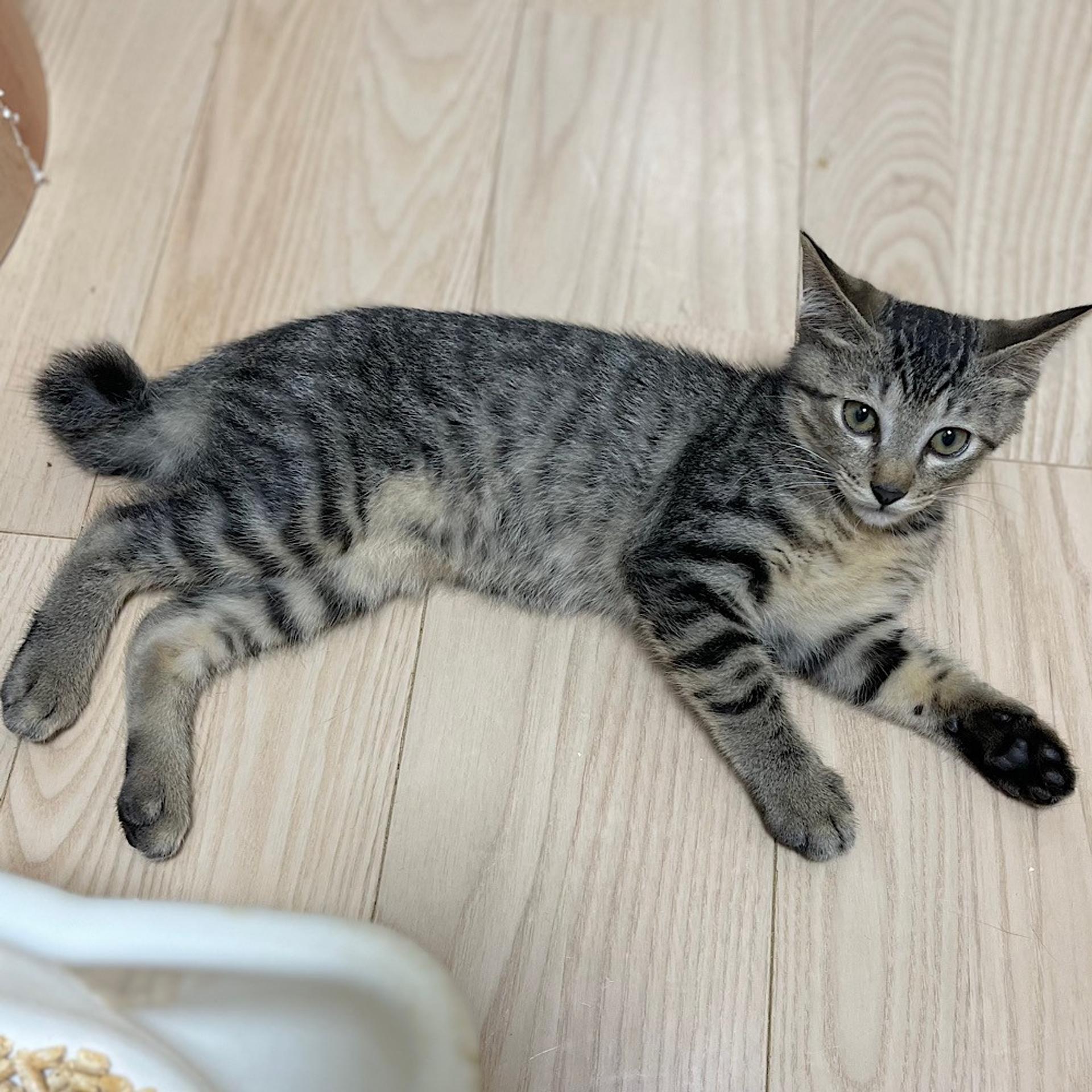 pet-image-4