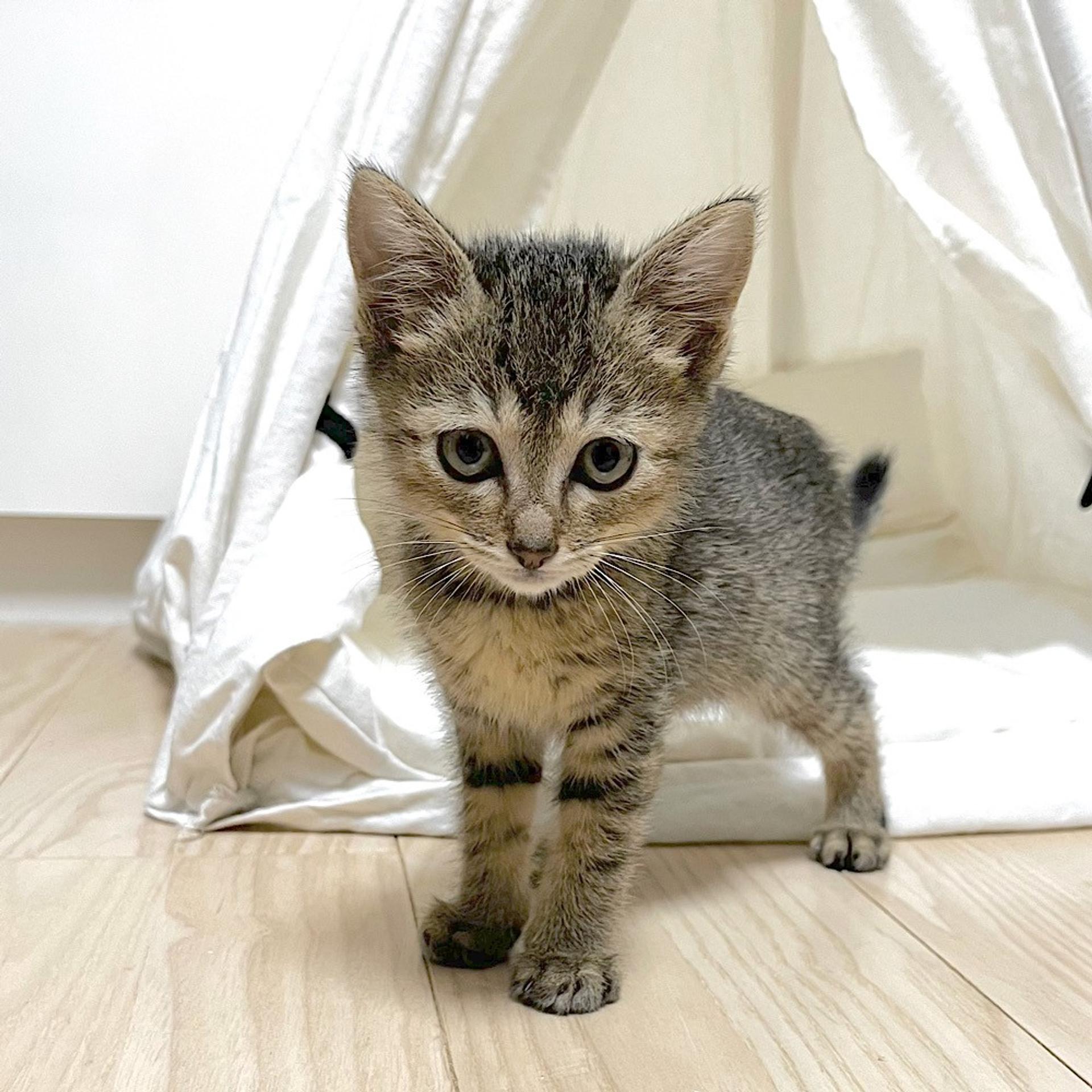 pet-image-3