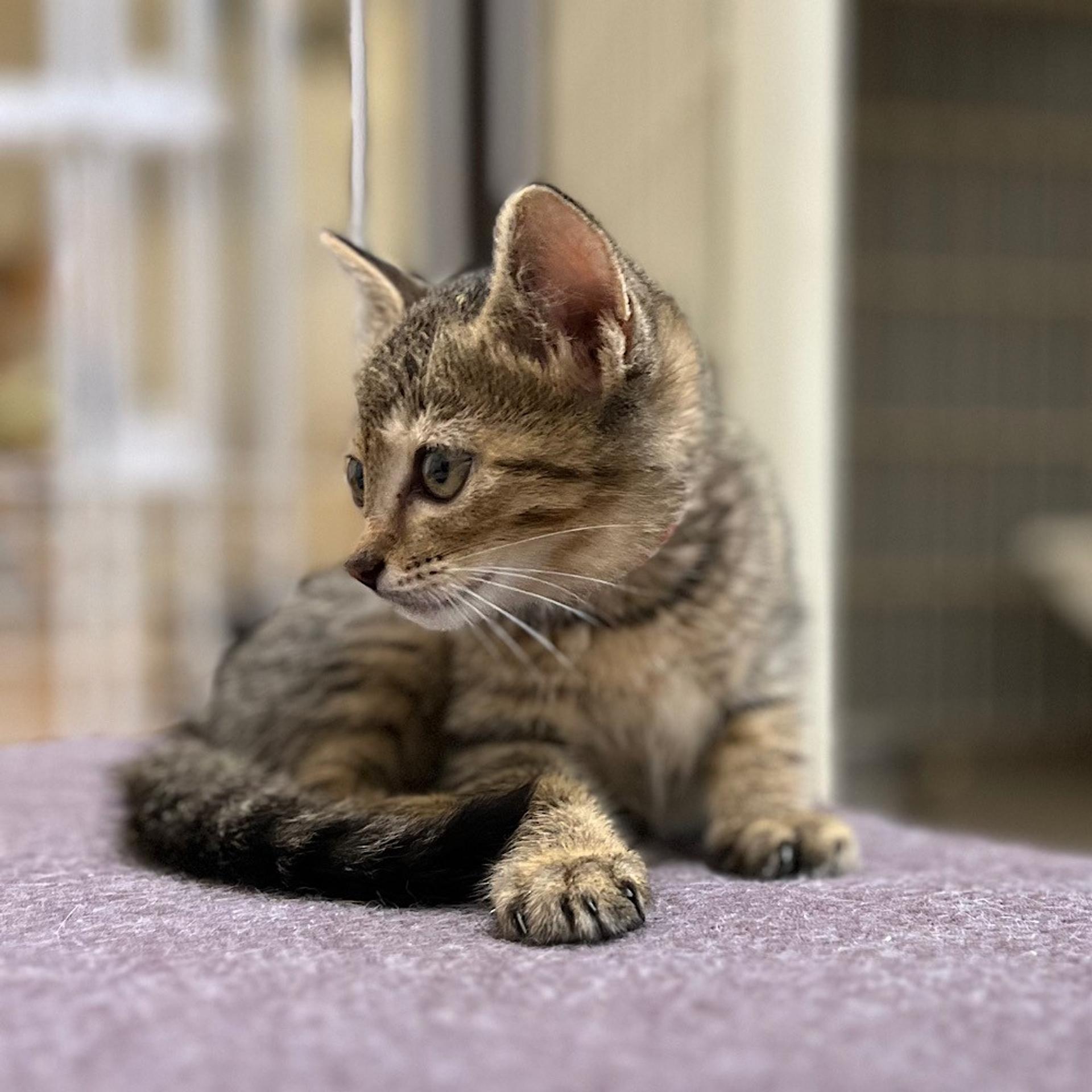 pet-image-4