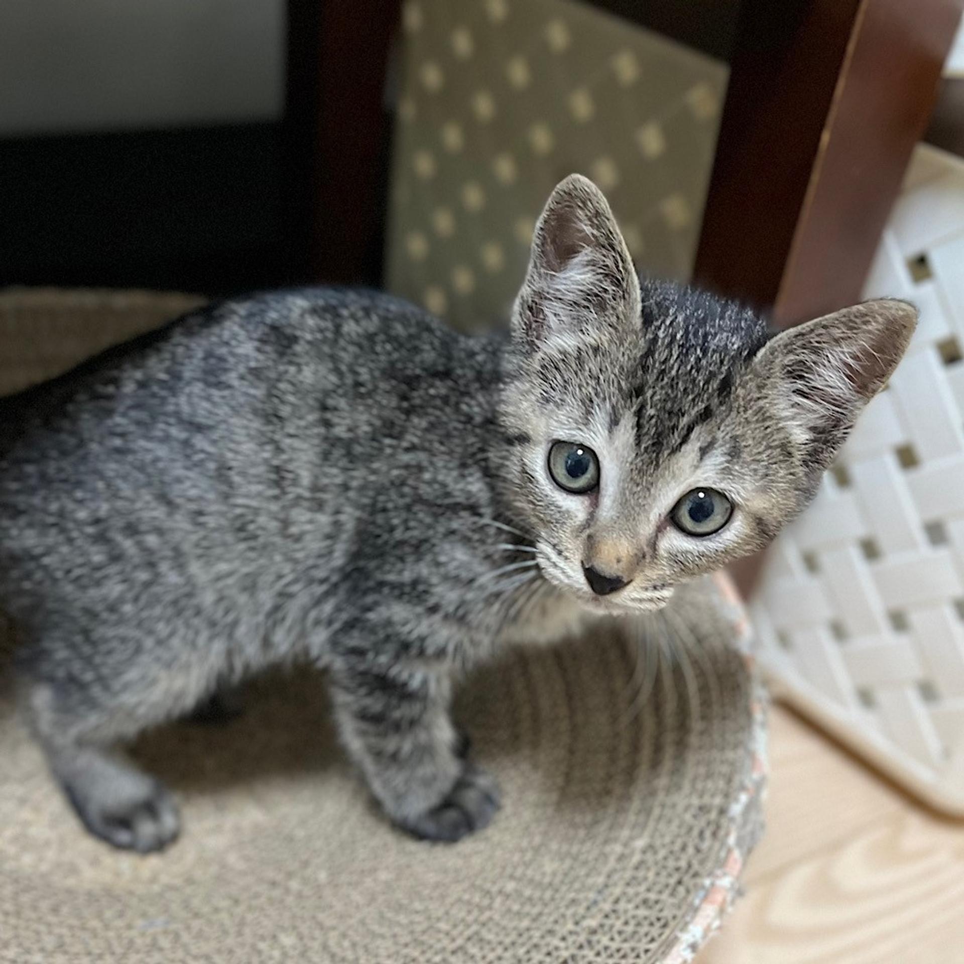 pet-image-2