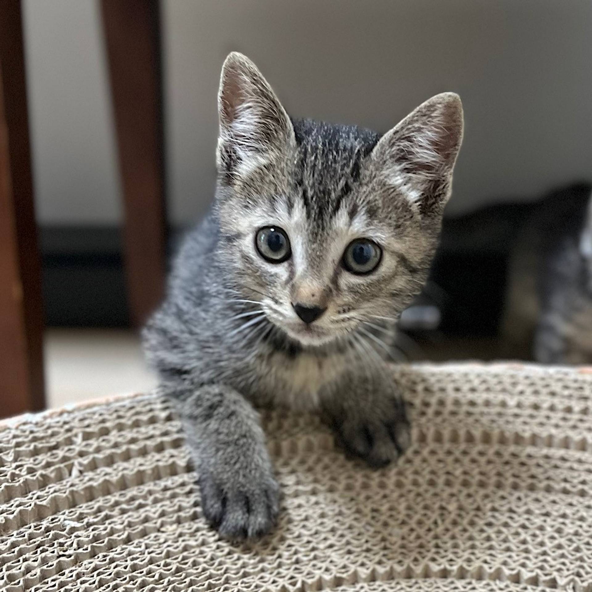 雑種（ミックス猫）・メスの里親募集の写真