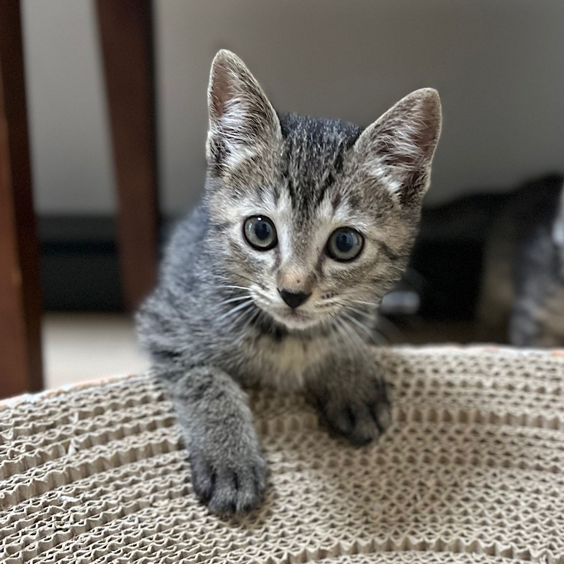 雑種（ミックス猫）・メスの里親募集の写真