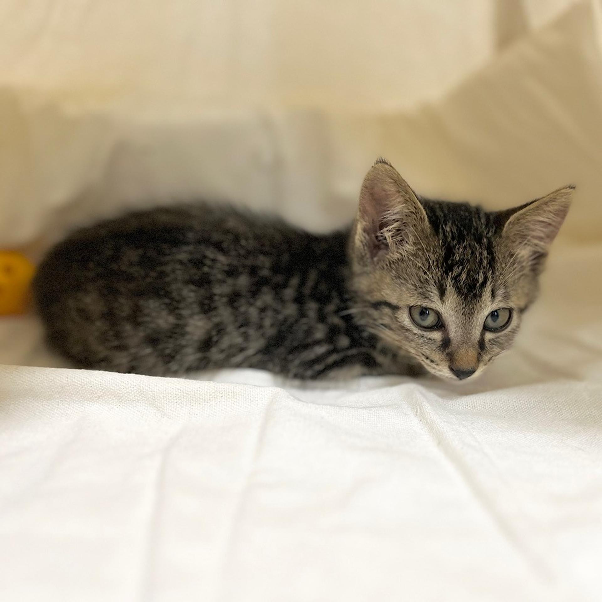 pet-image-4