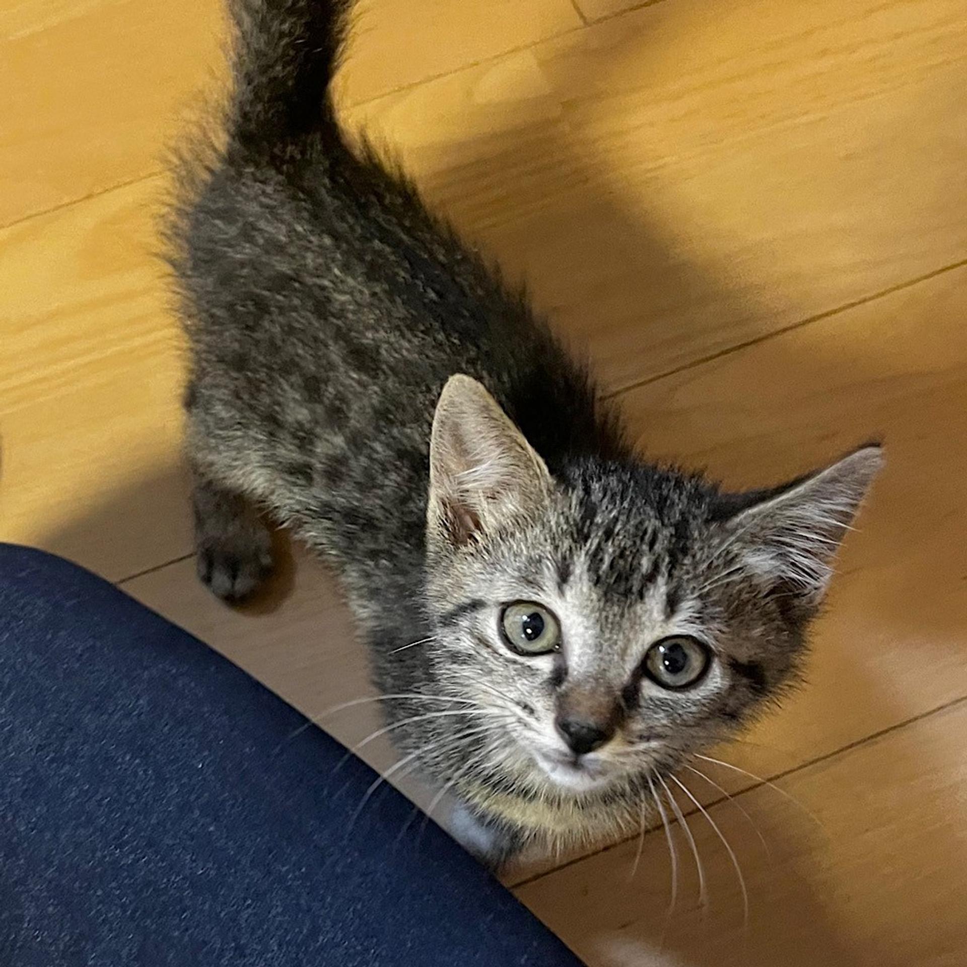 pet-image-2