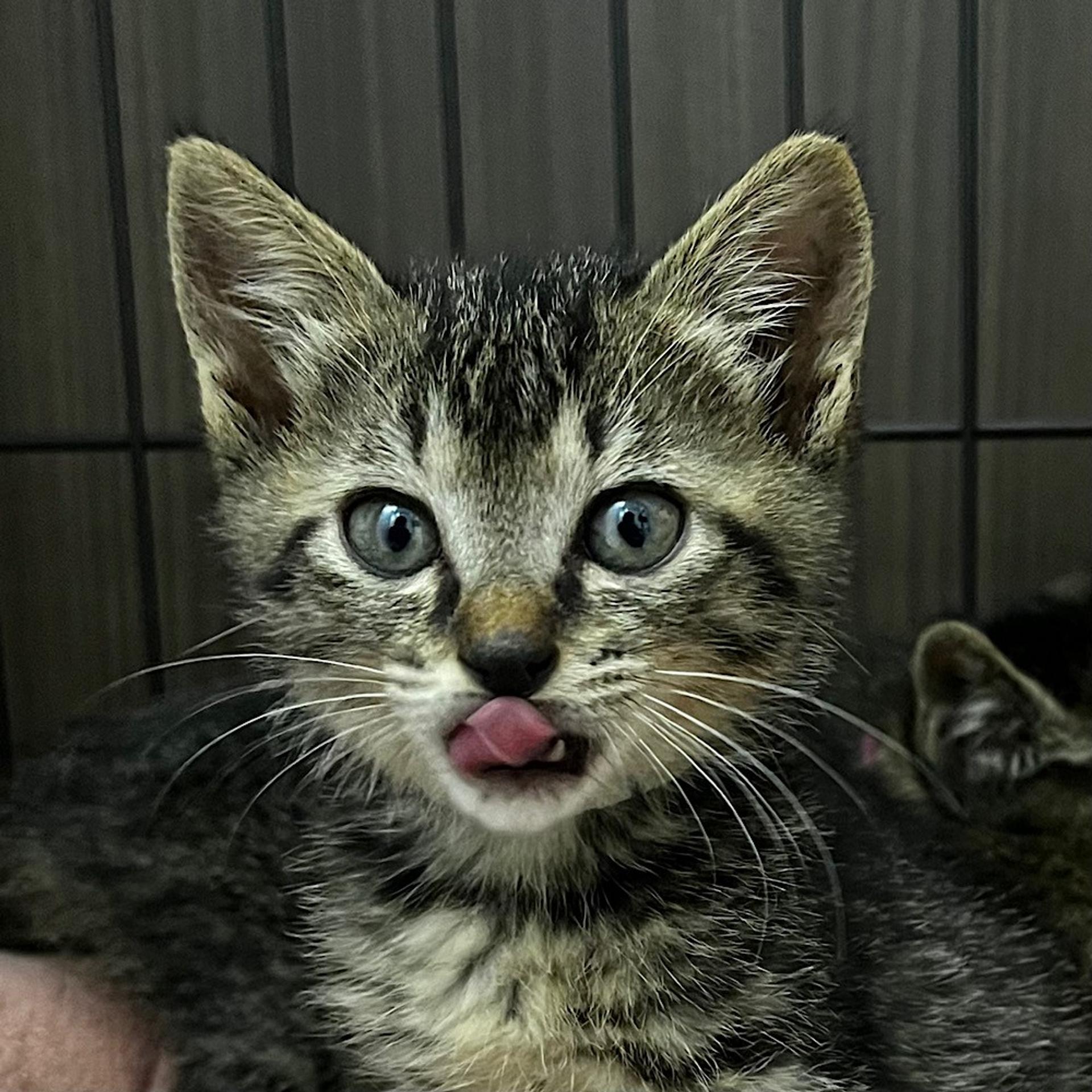 pet-image-3