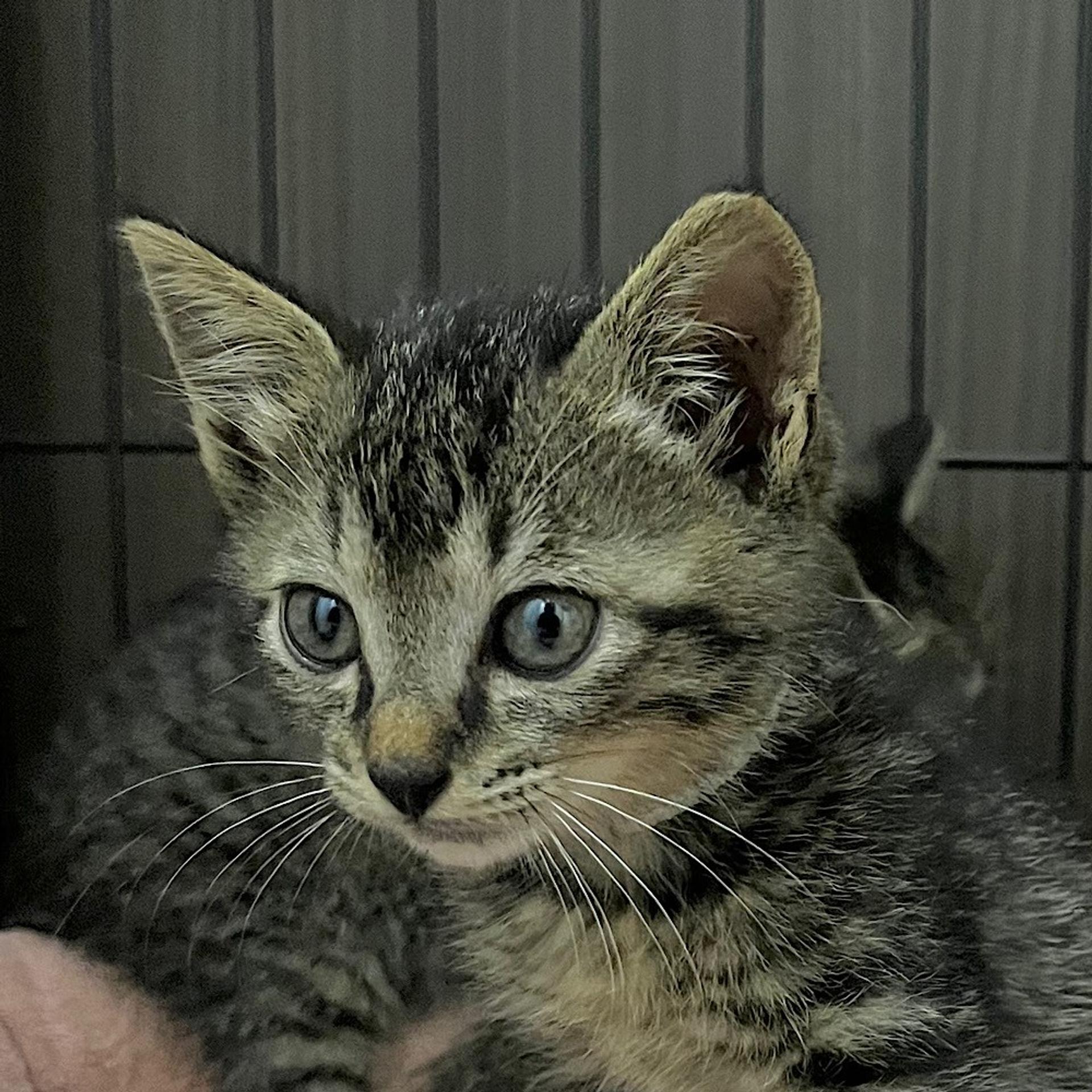 pet-image-5