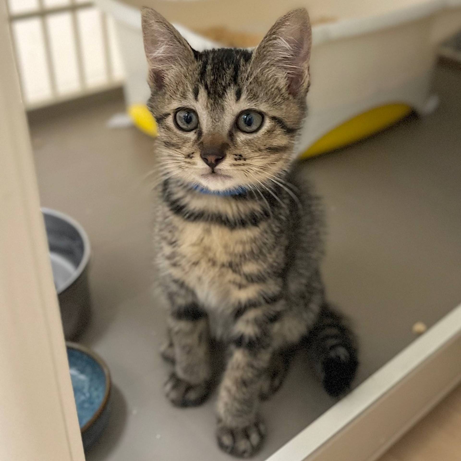 雑種（ミックス猫）・オスの里親募集の写真