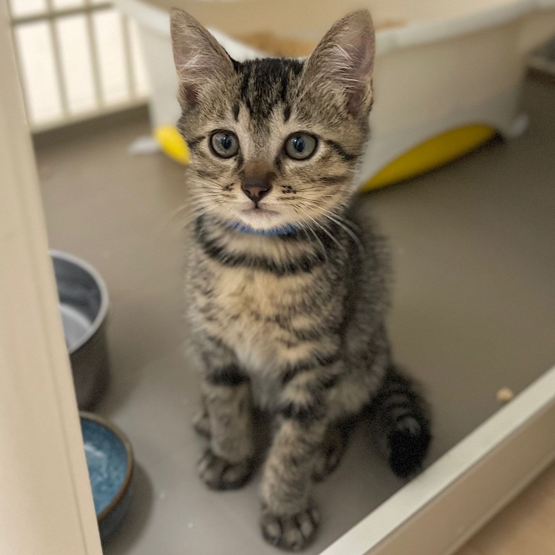 雑種（ミックス猫）・オスの里親募集の写真