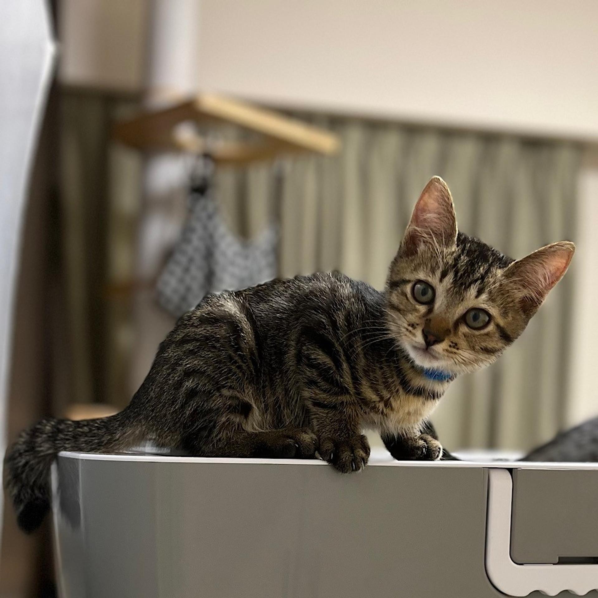 pet-image-4