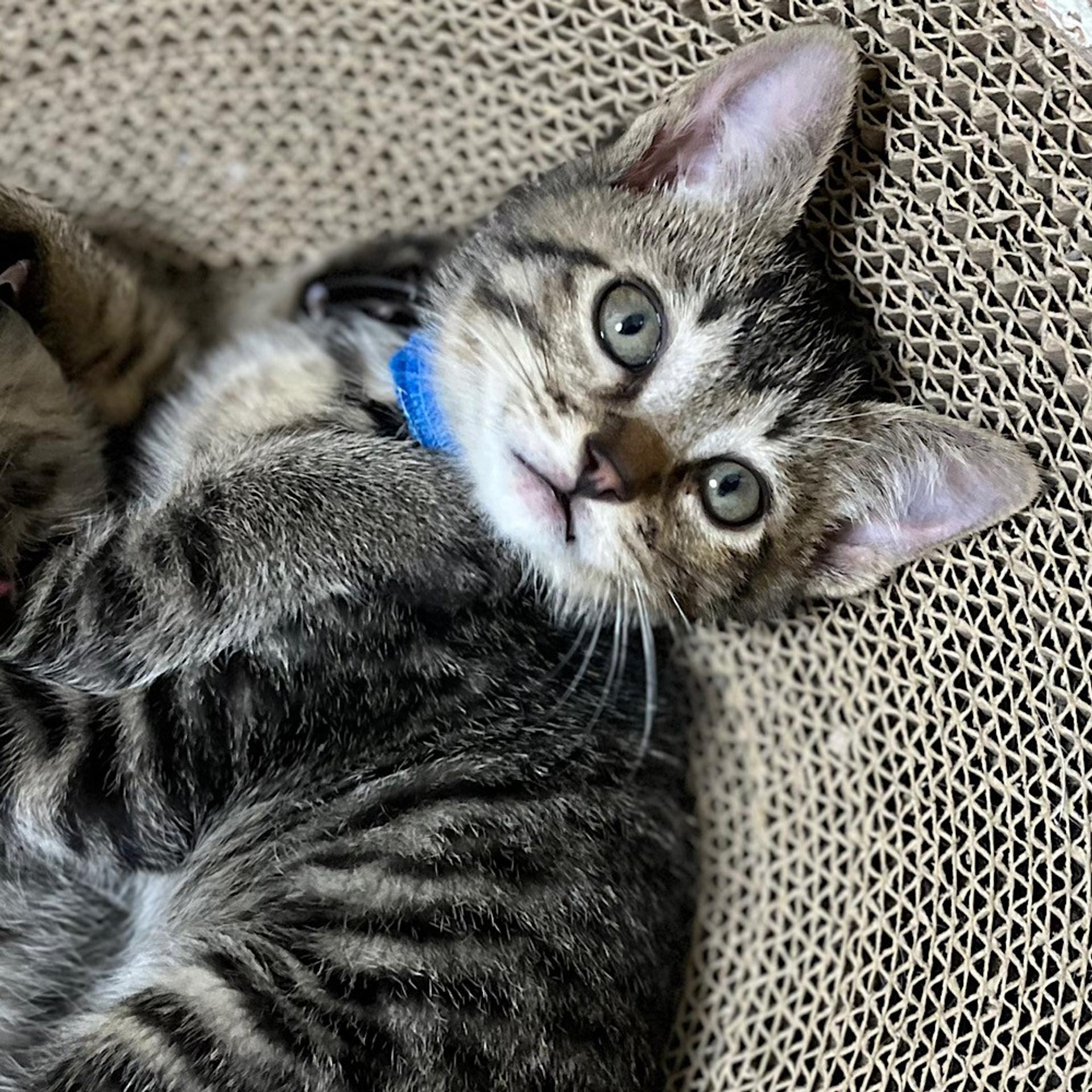 pet-image-5