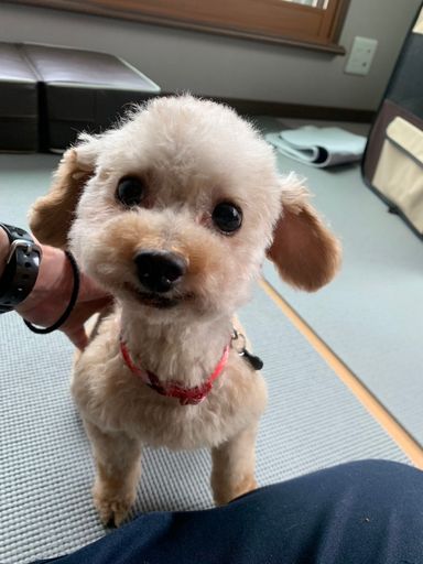 スキップの写真
