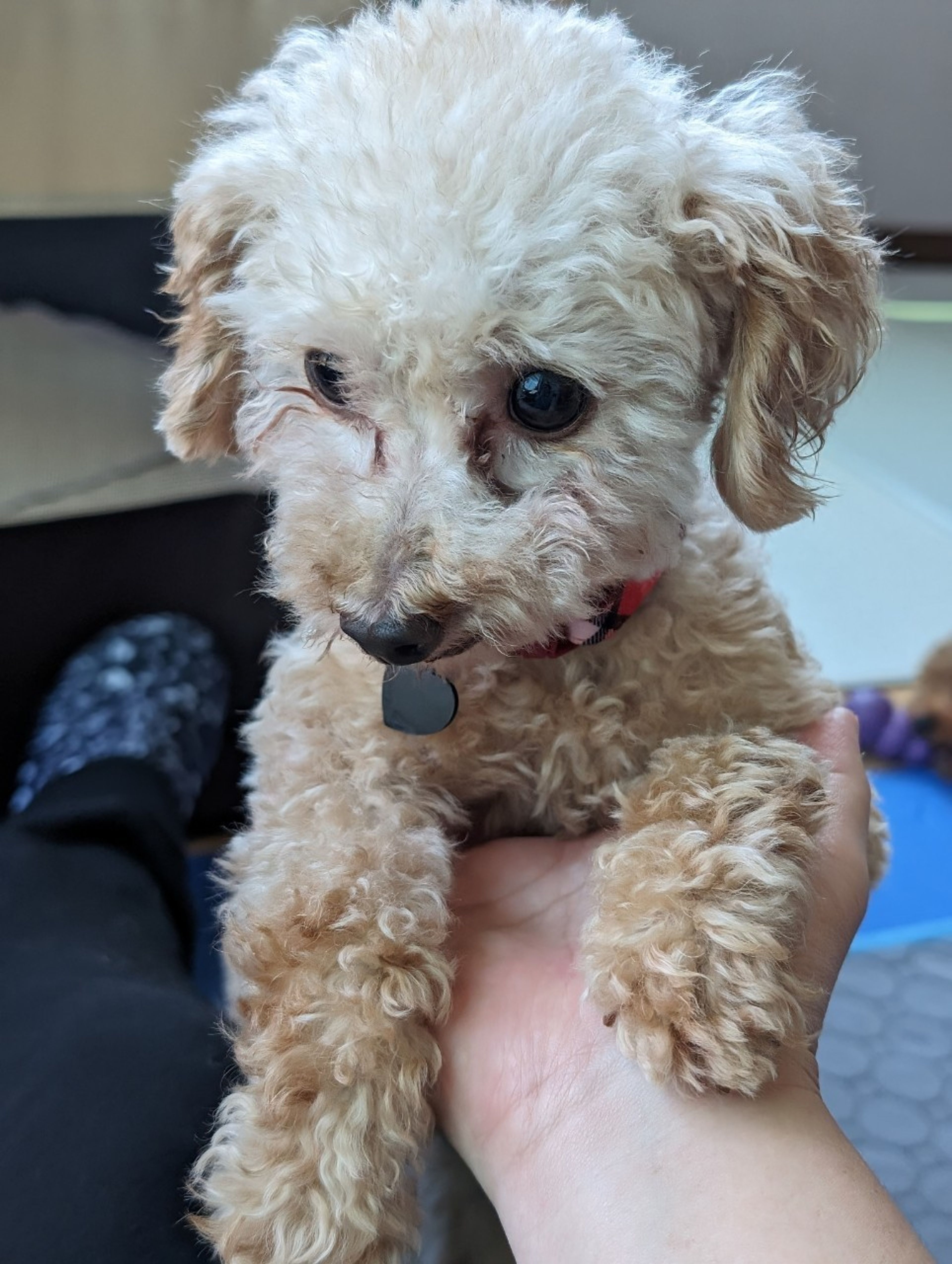 pet-image-4