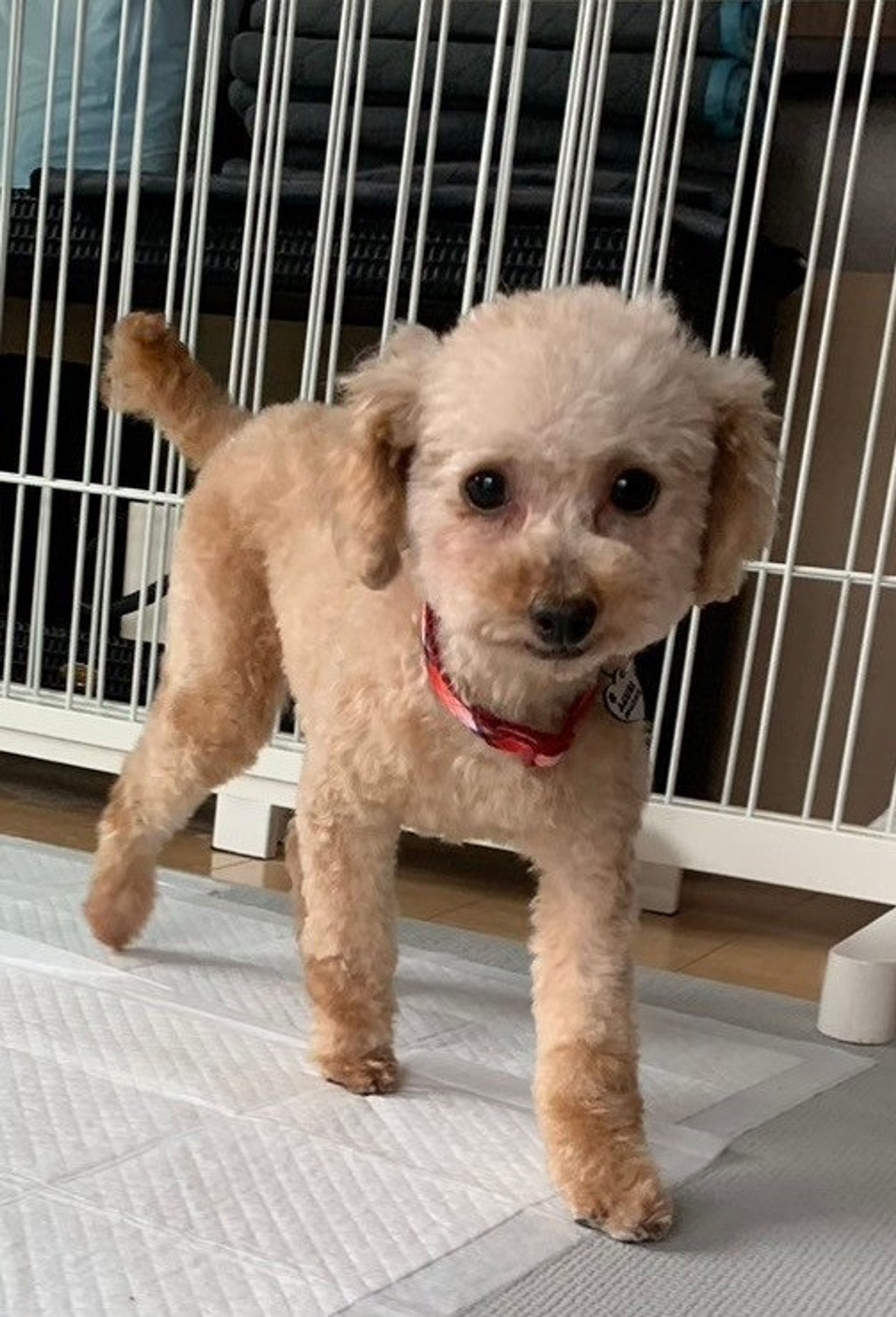 pet-image-5