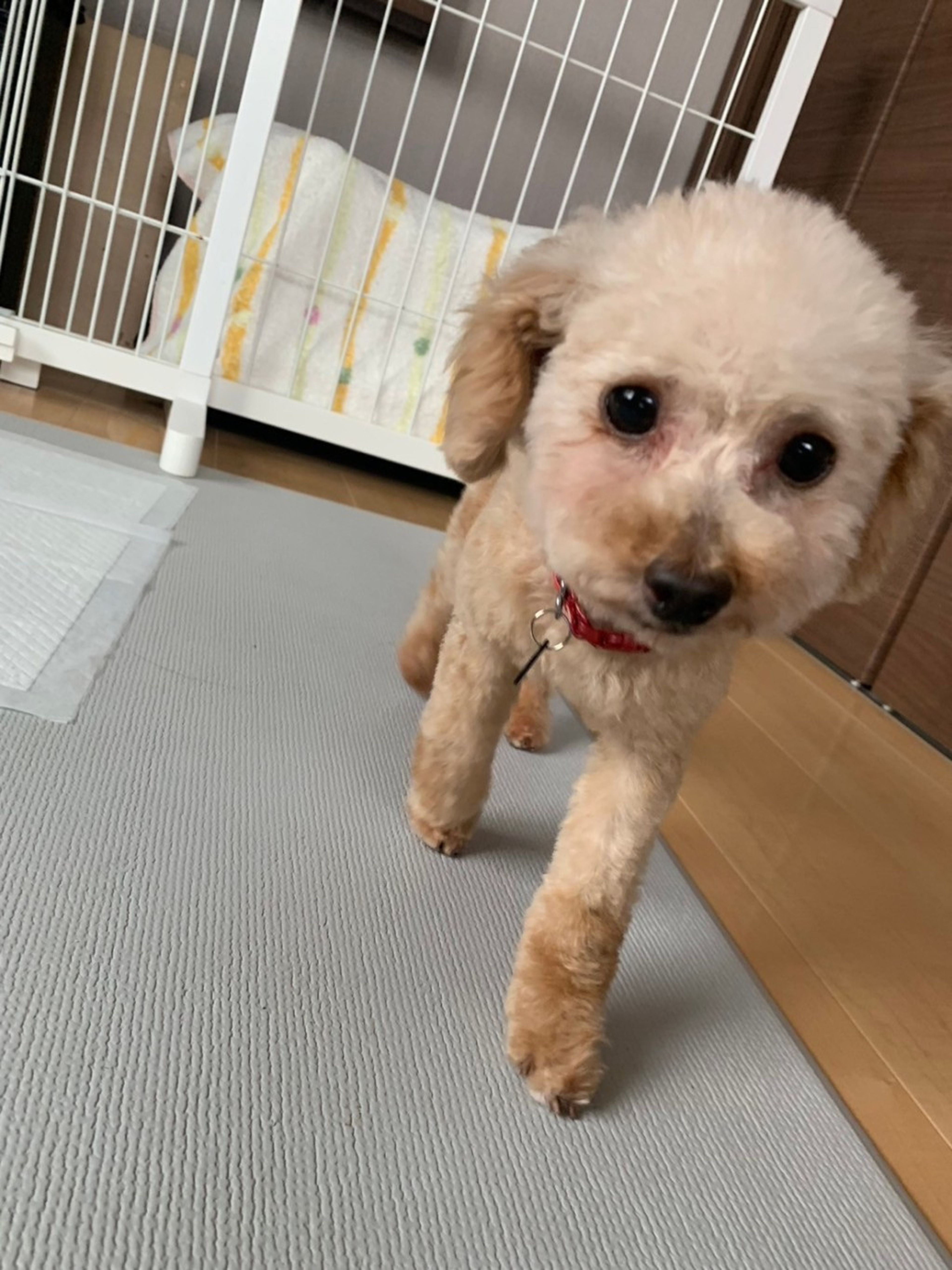 pet-image-6