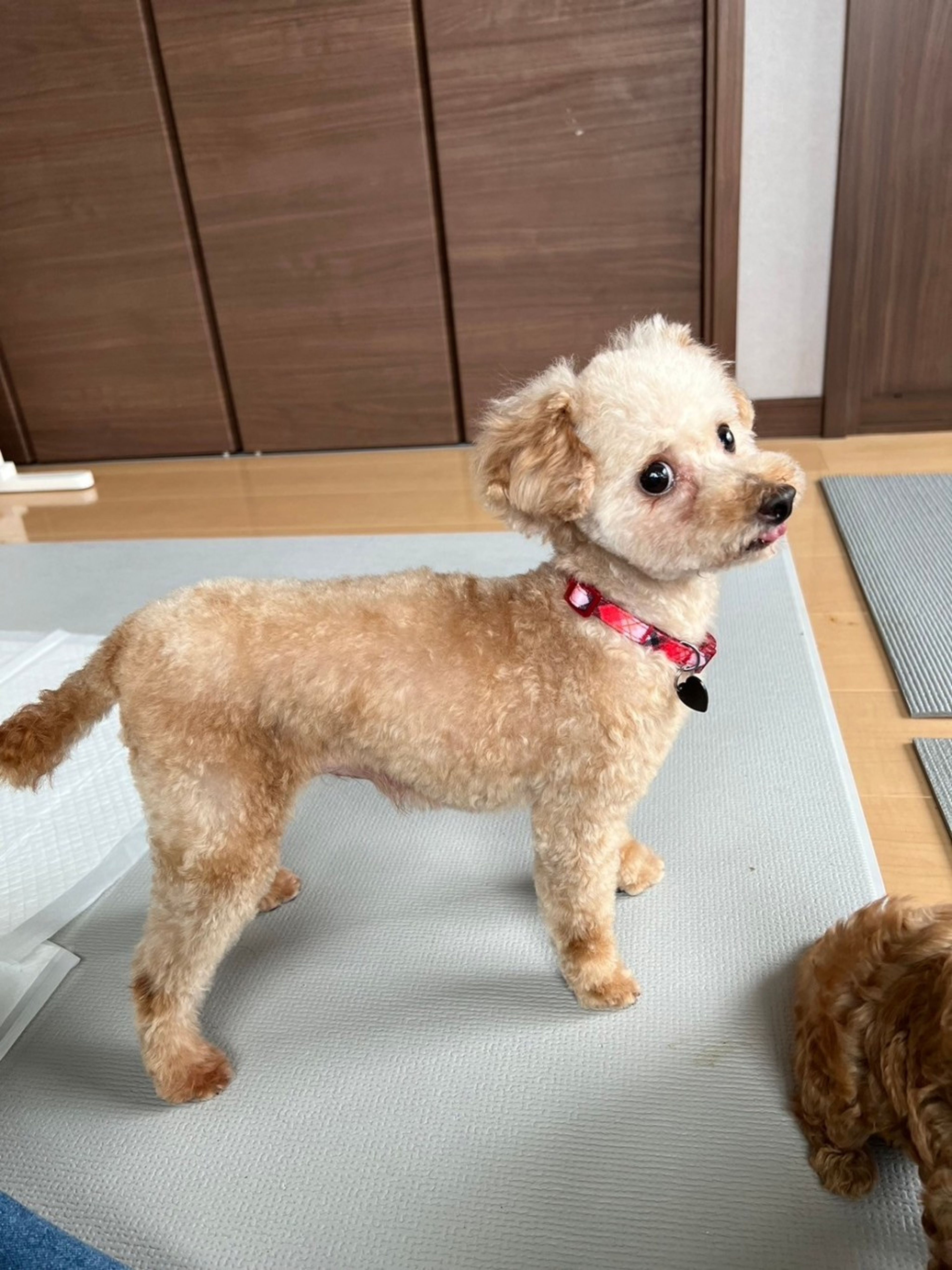 pet-image-2