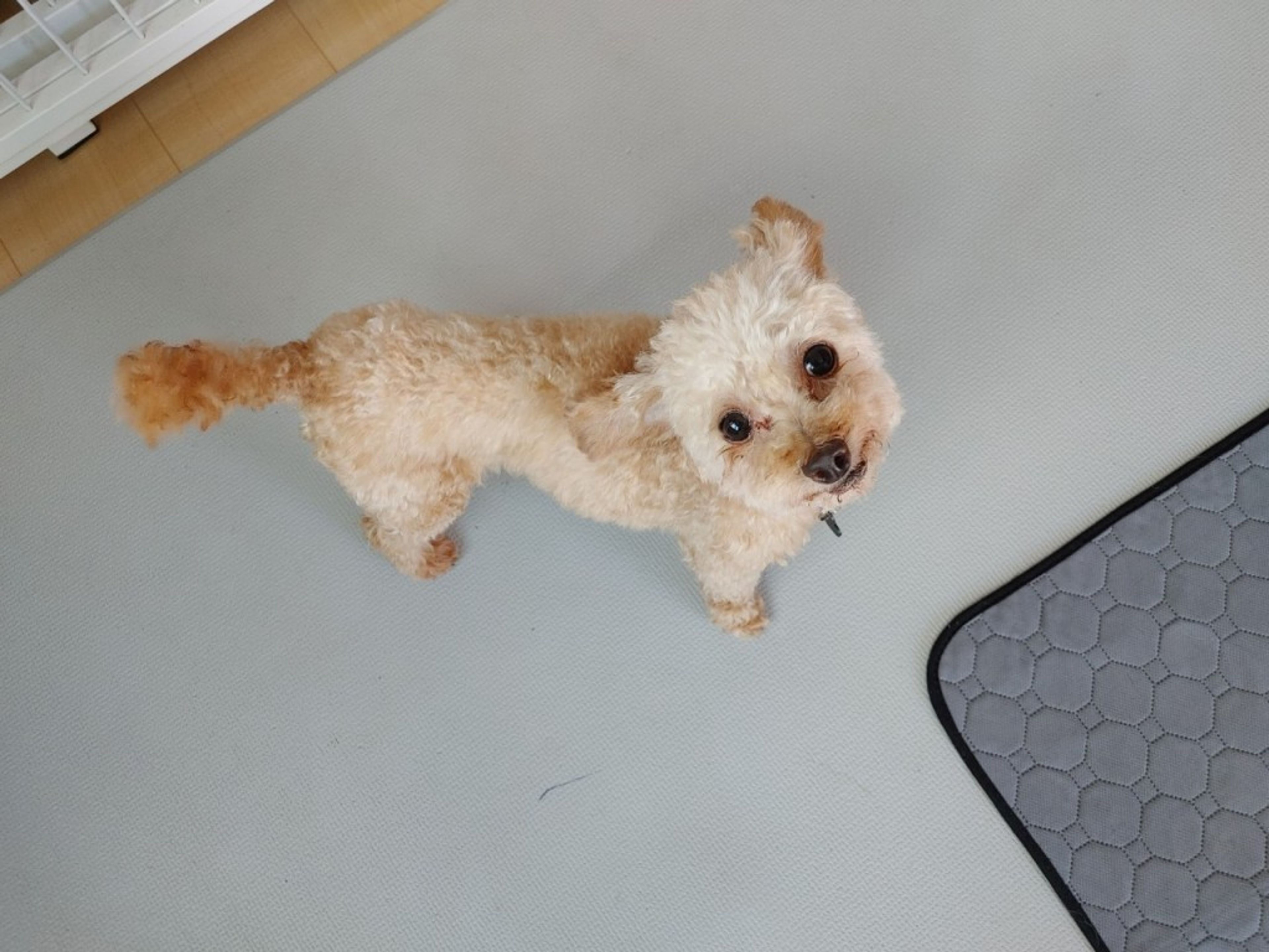 pet-image-3