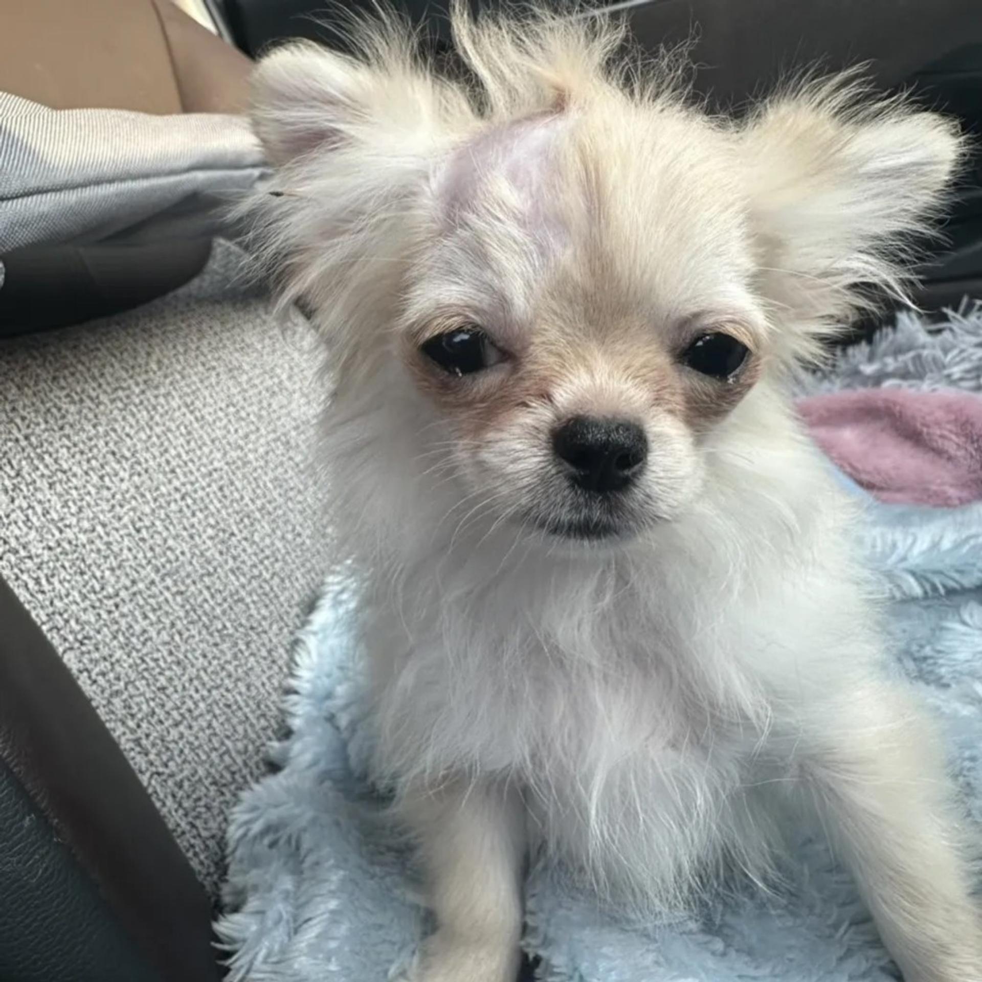 pet-image-3