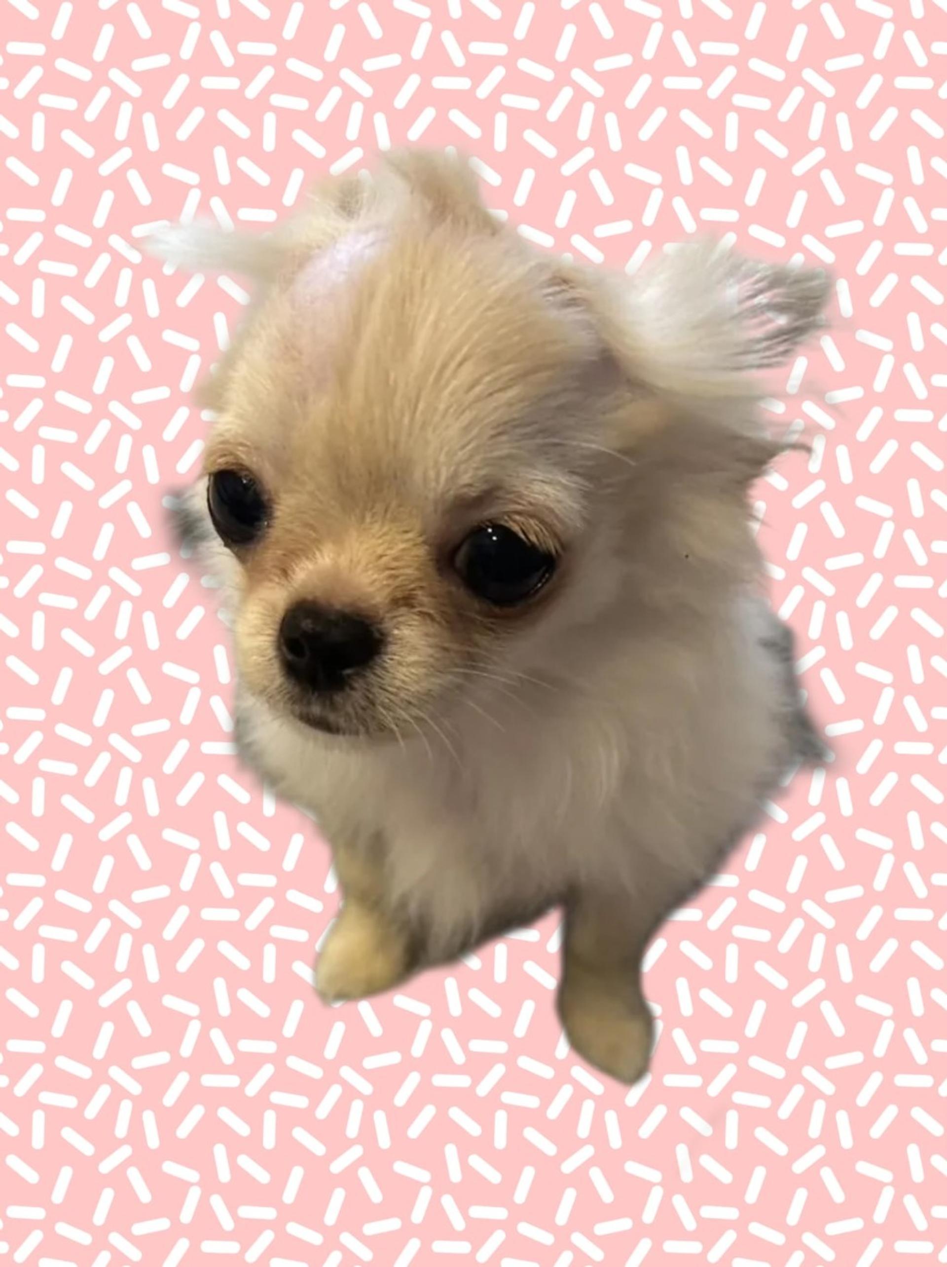 pet-image-2
