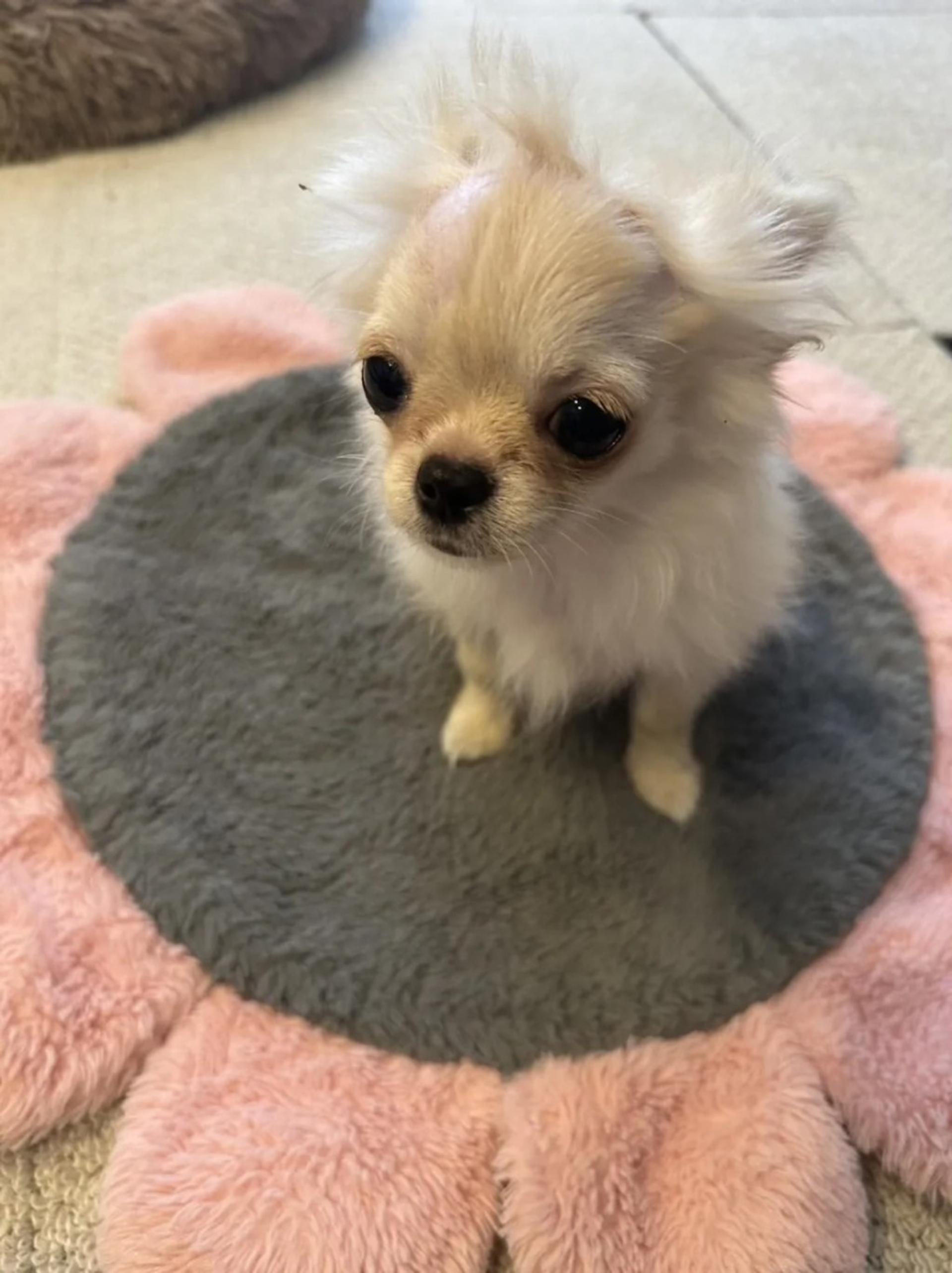 pet-image-5