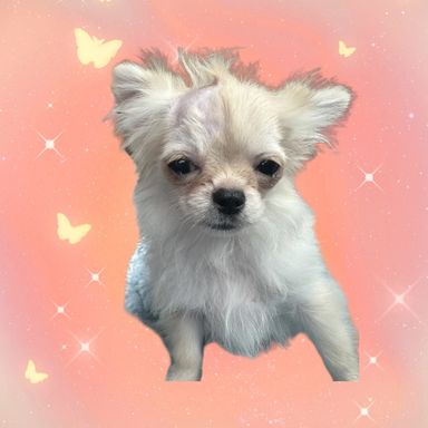 しょこちゃん