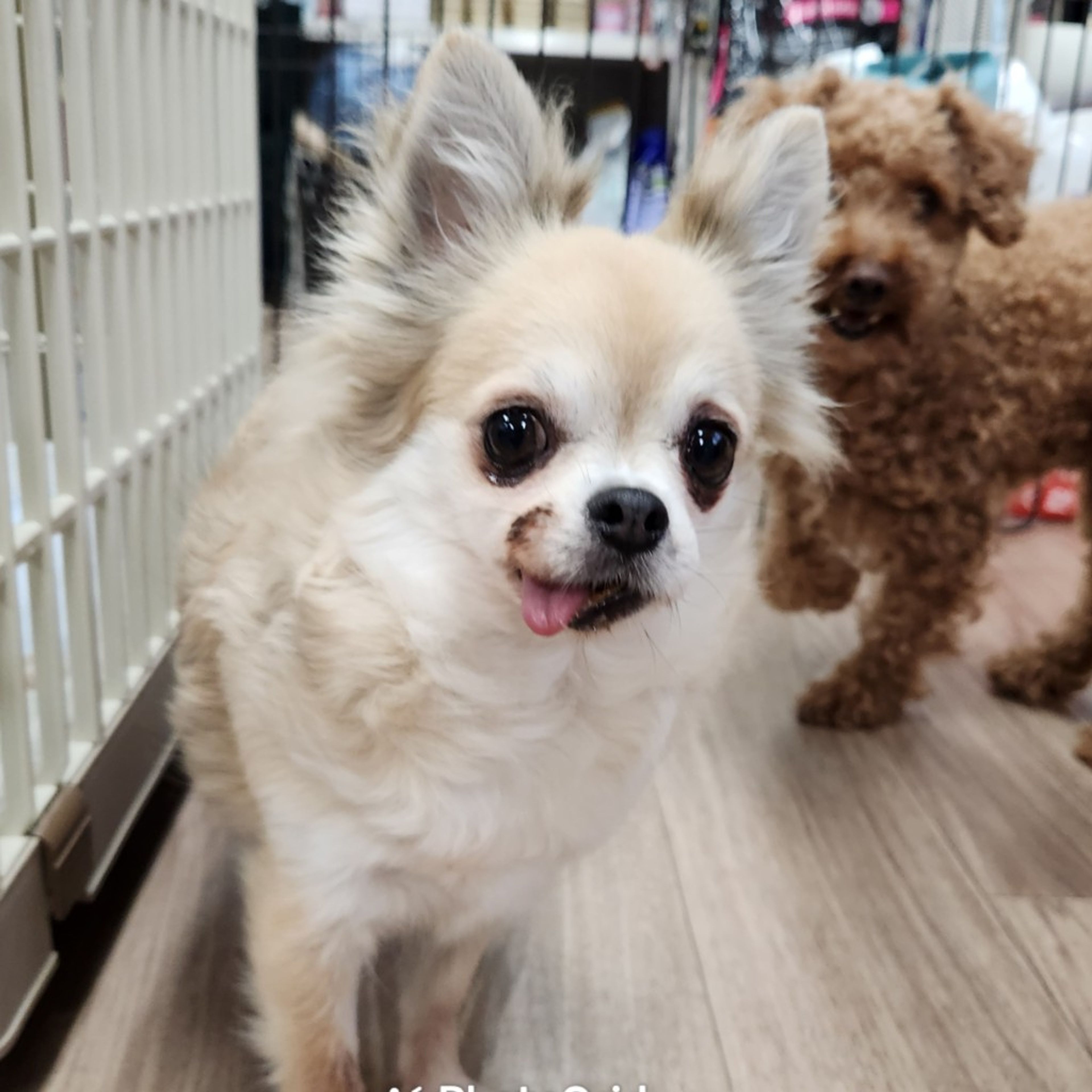 pet-image-2