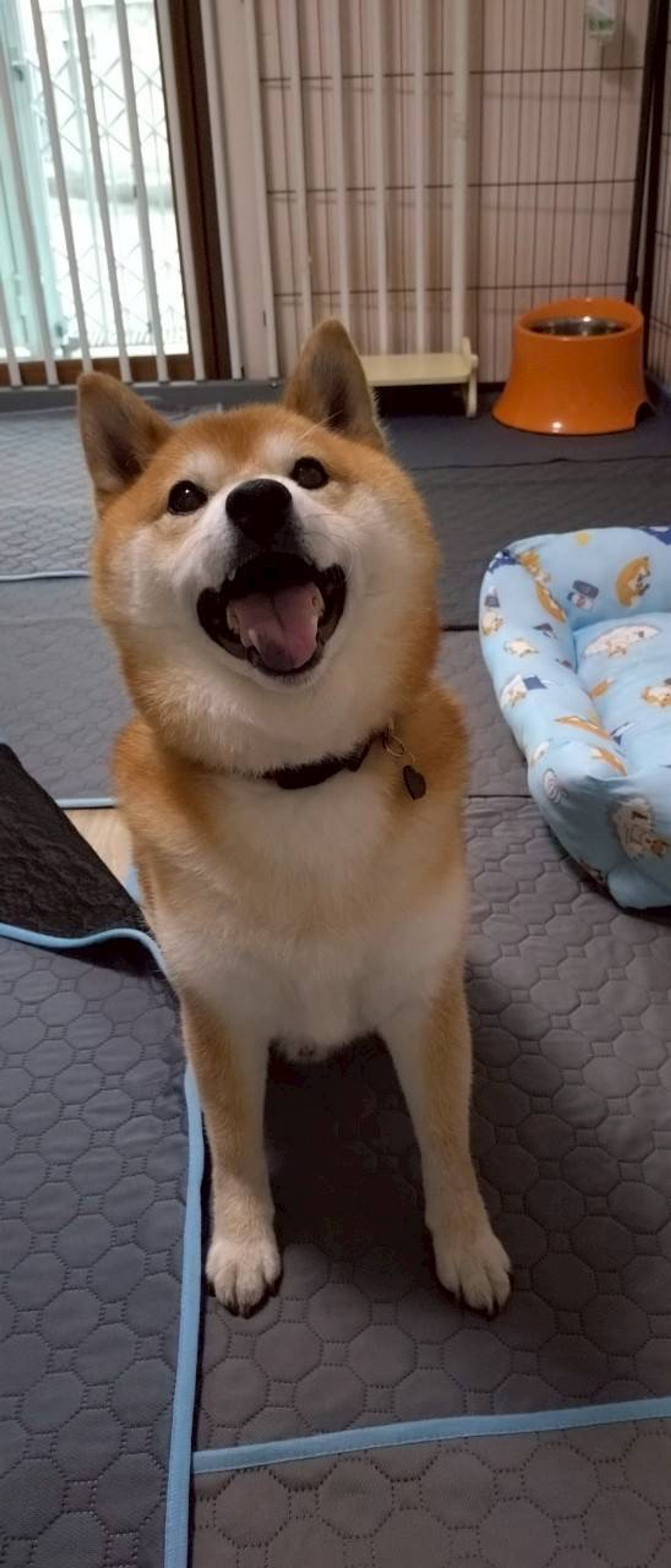 柴犬・オスの里親募集の写真