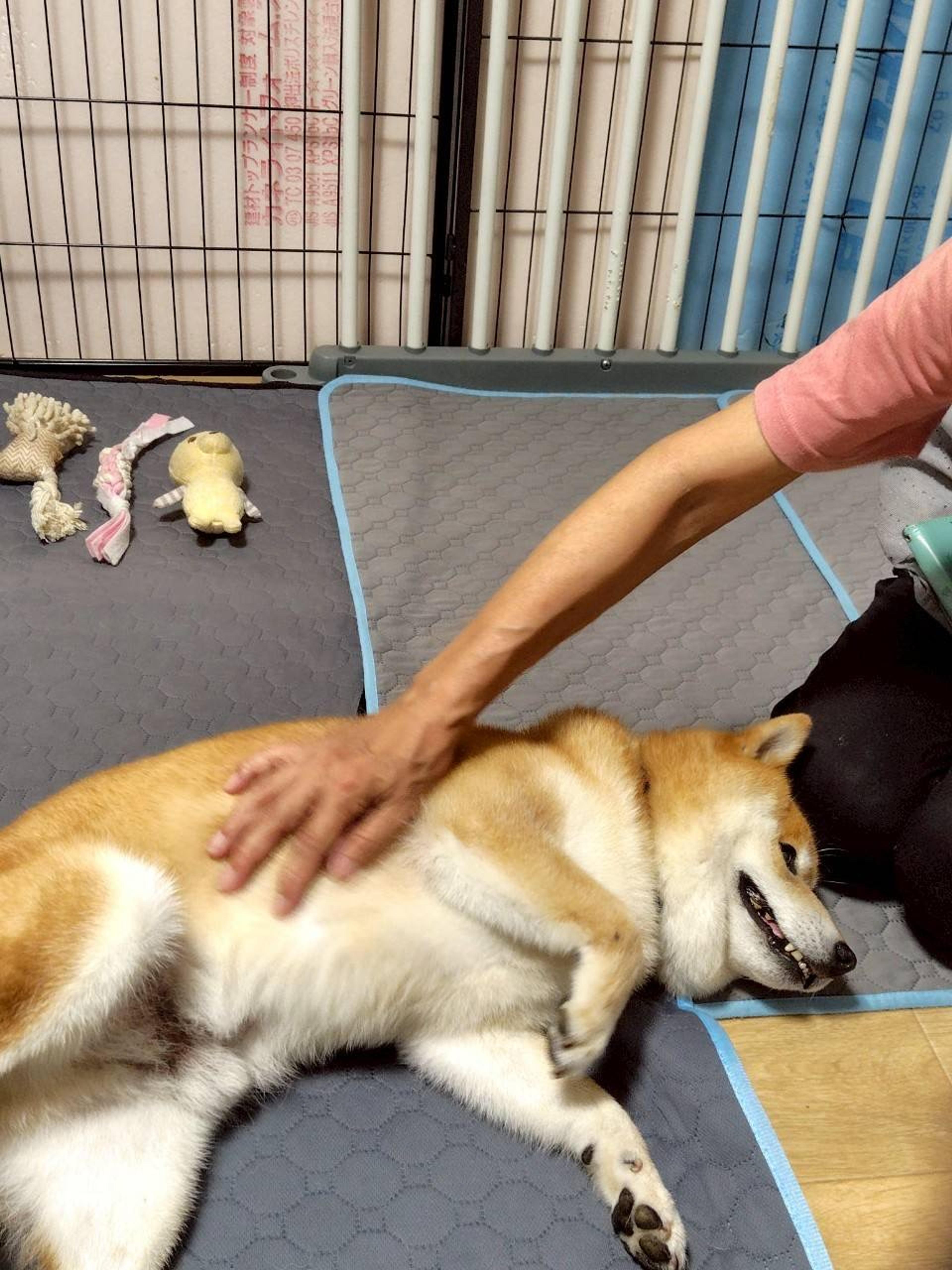 pet-image-2