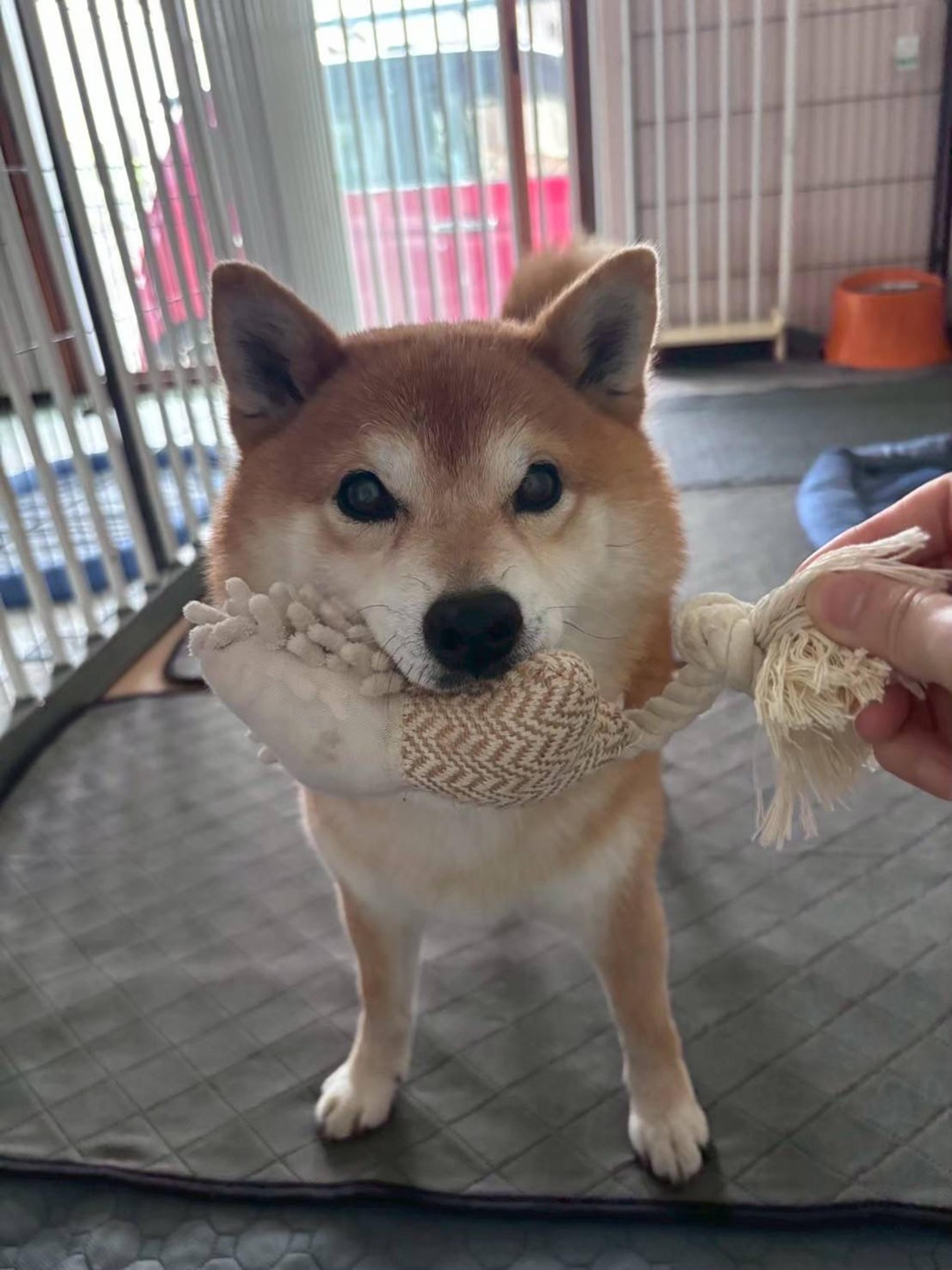 pet-image-4