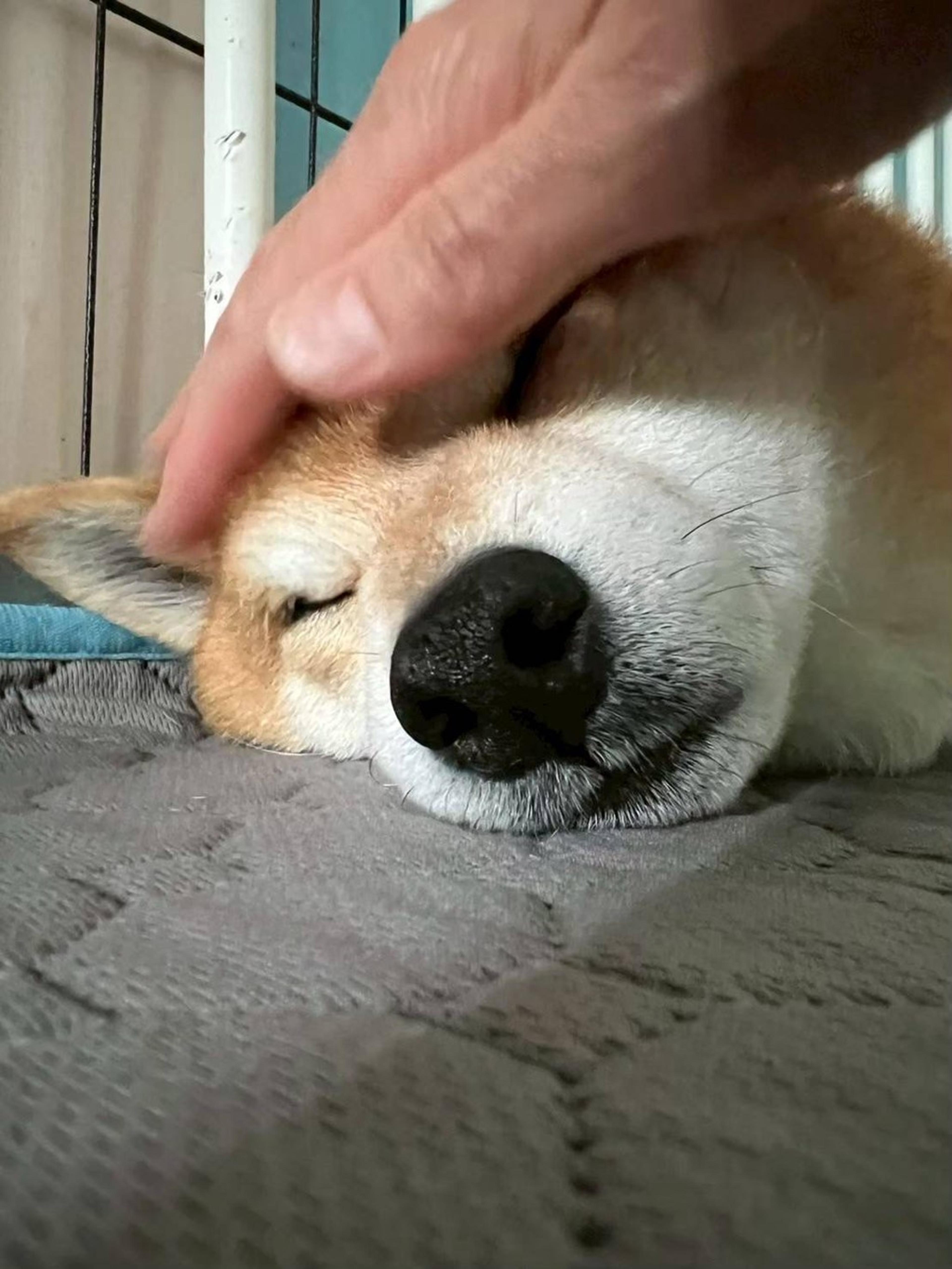 pet-image-5