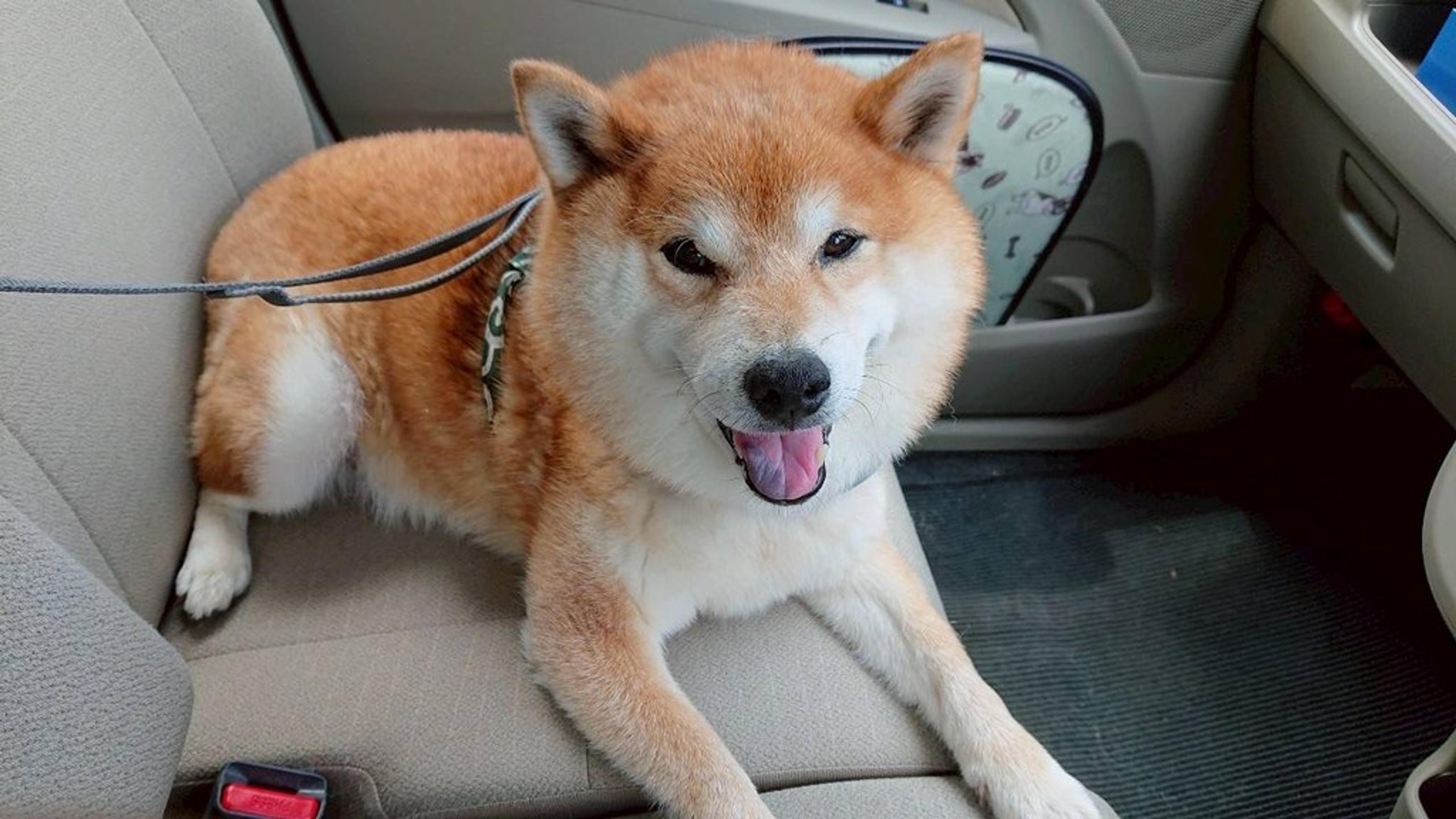pet-image-7