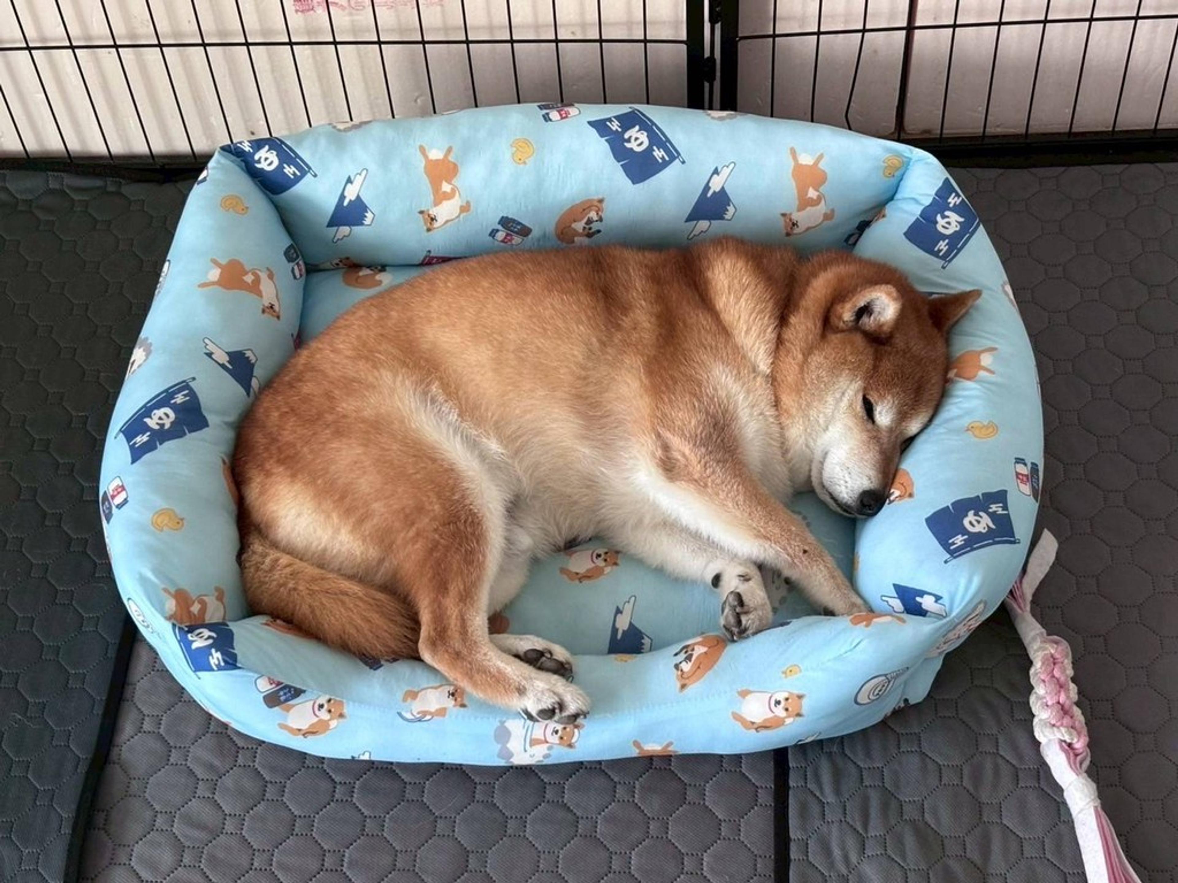 pet-image-6
