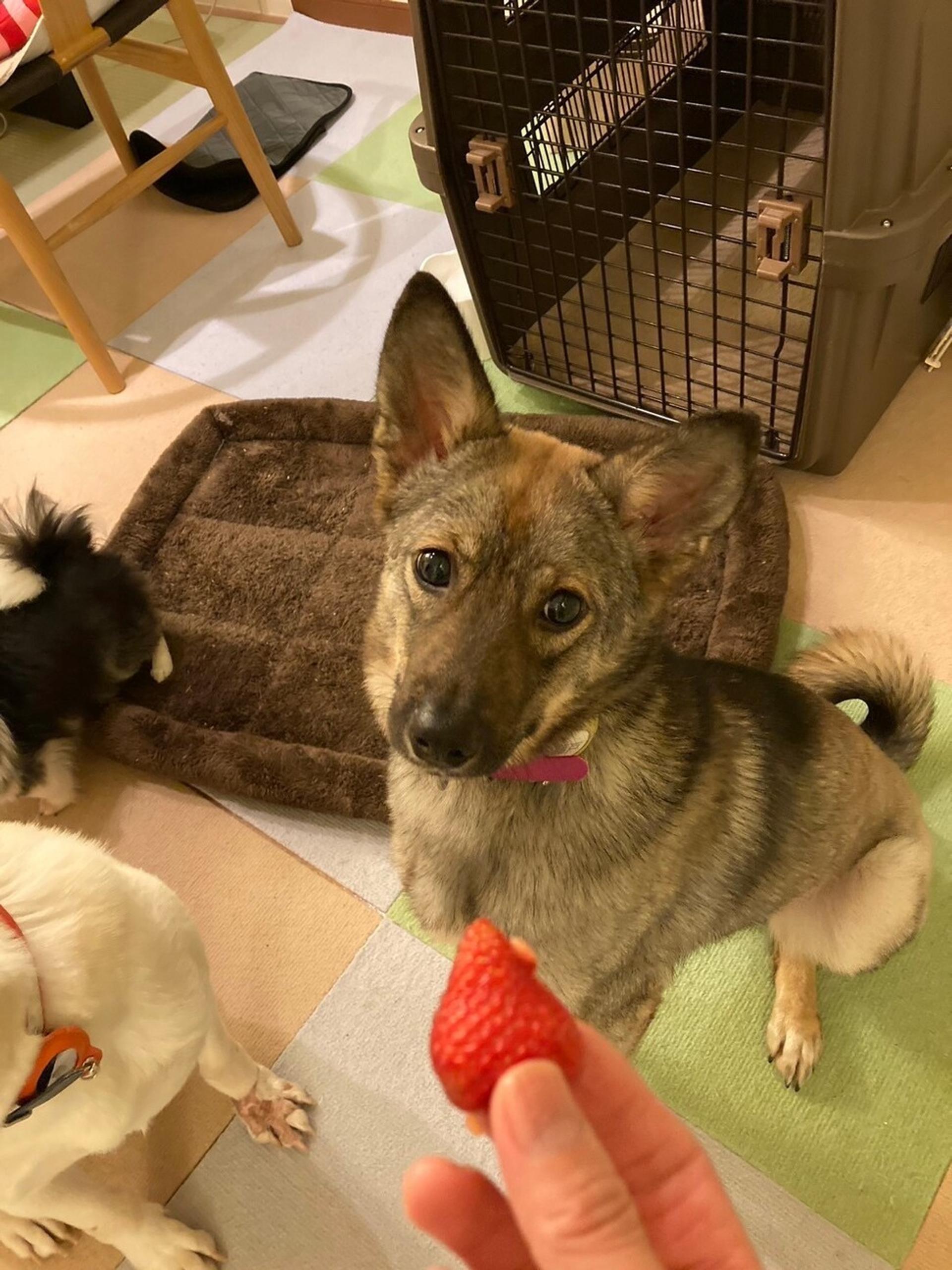 pet-image-2