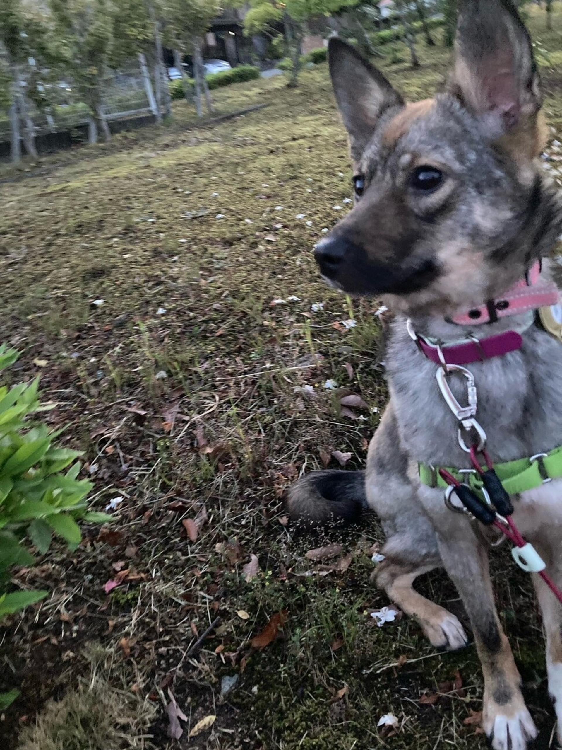 pet-image-3